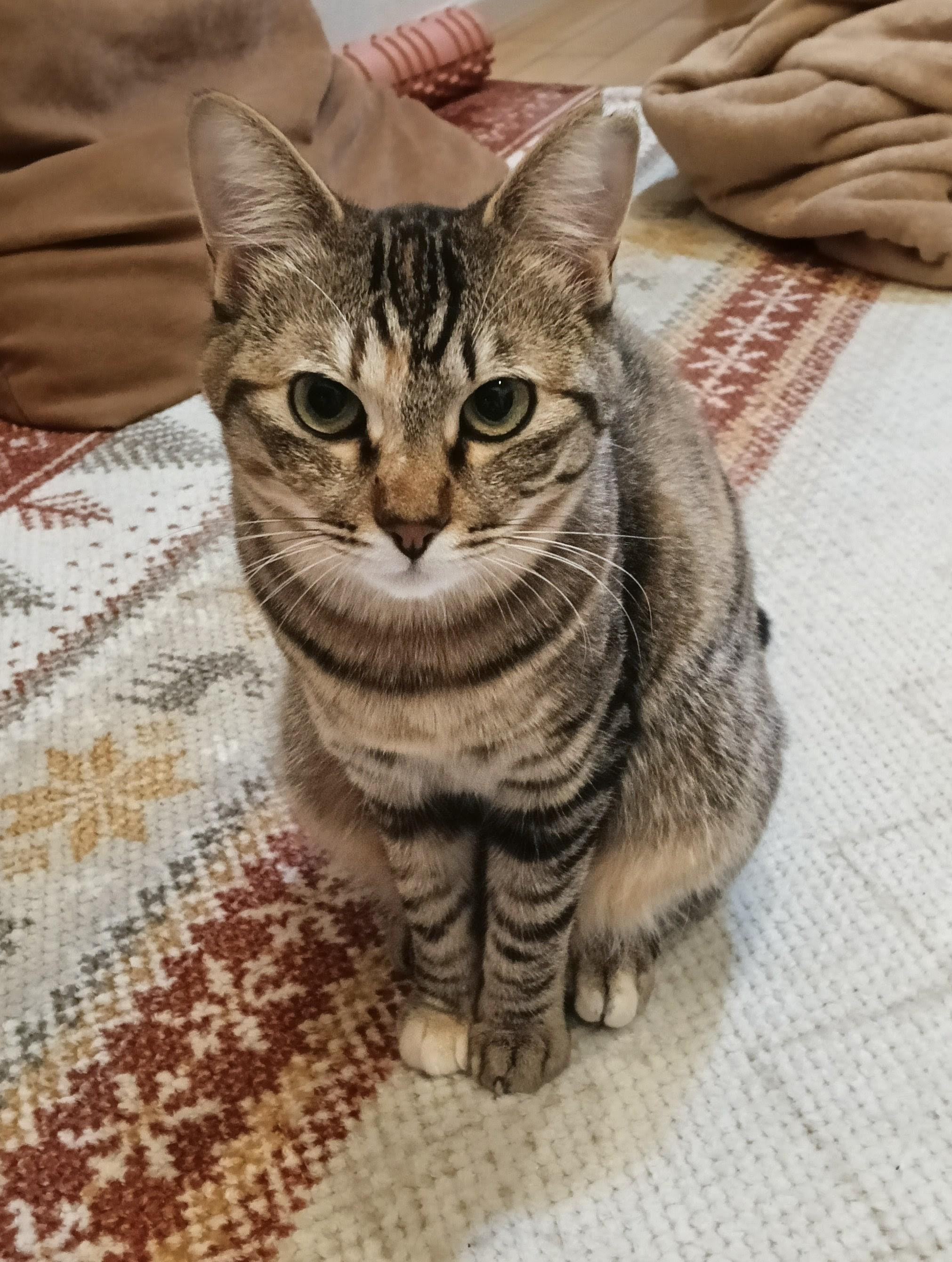 動物画像3