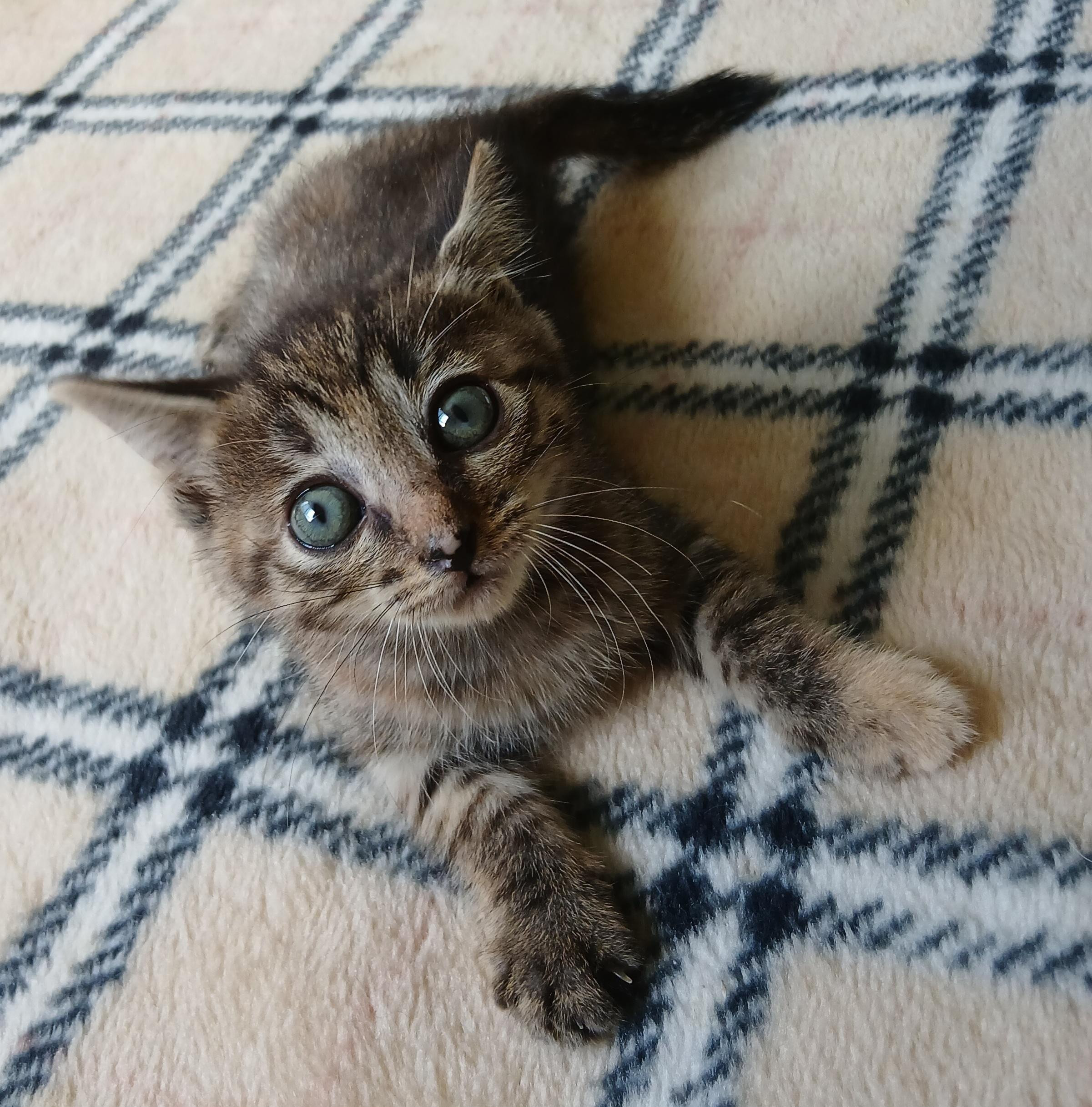 動物画像2