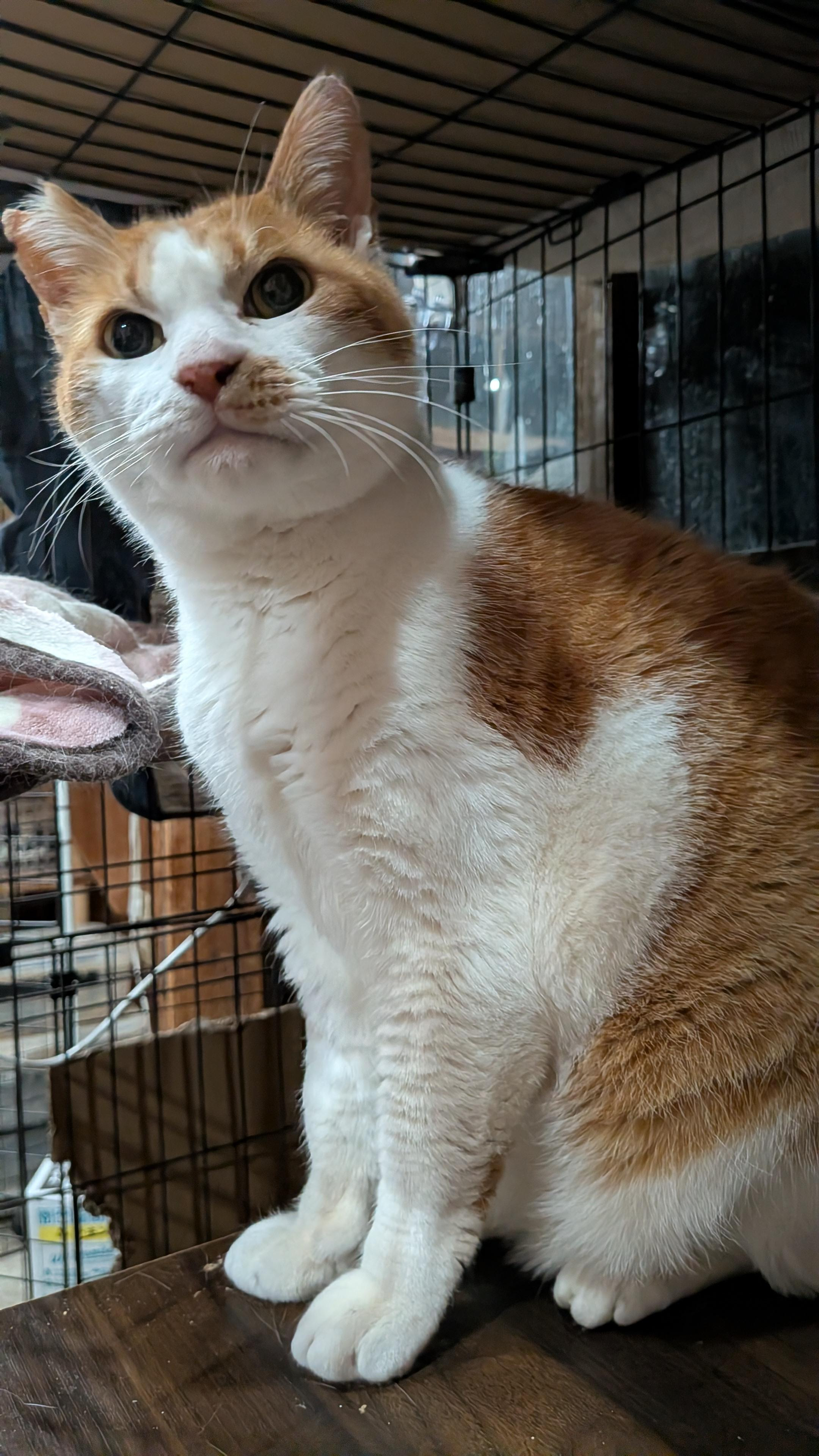 動物画像2