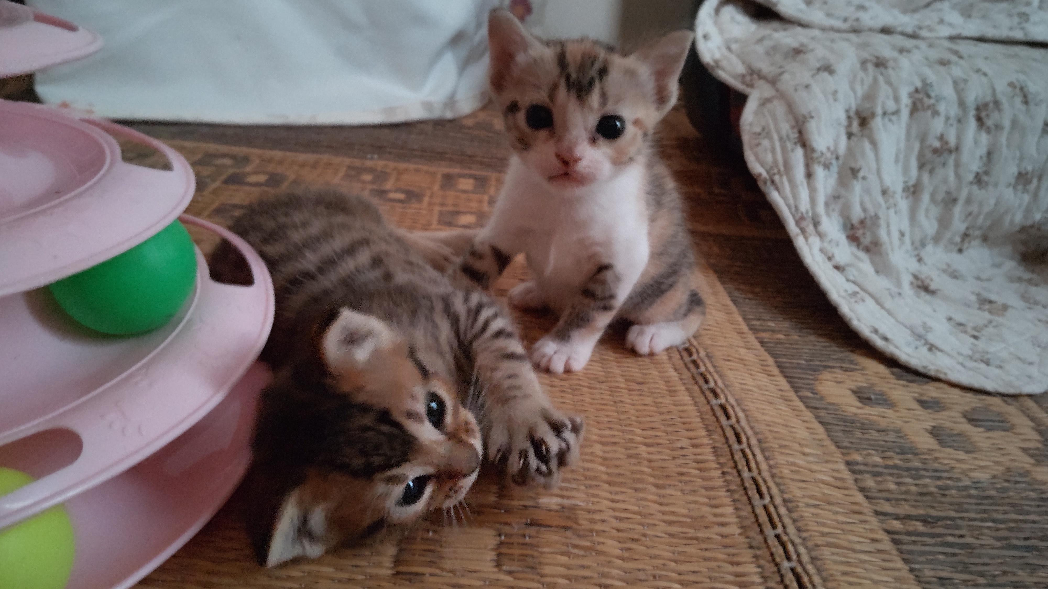 動物画像3