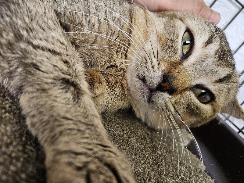 動物画像2