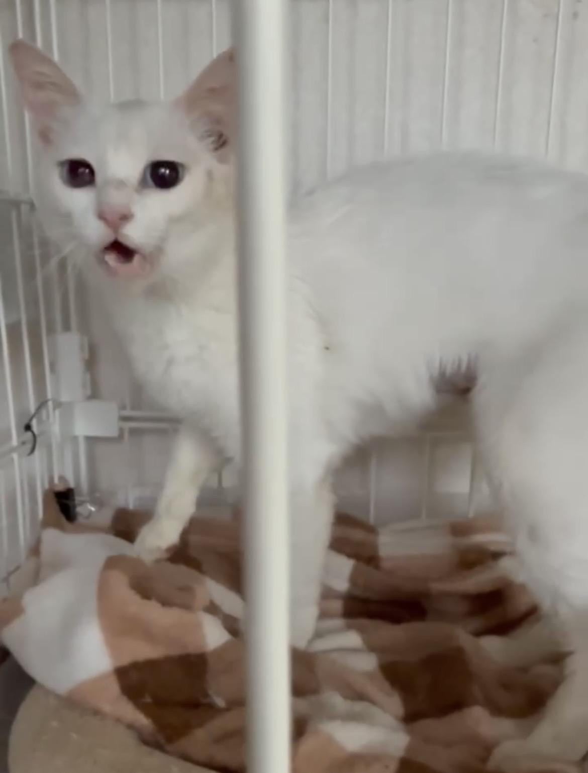 動物画像3