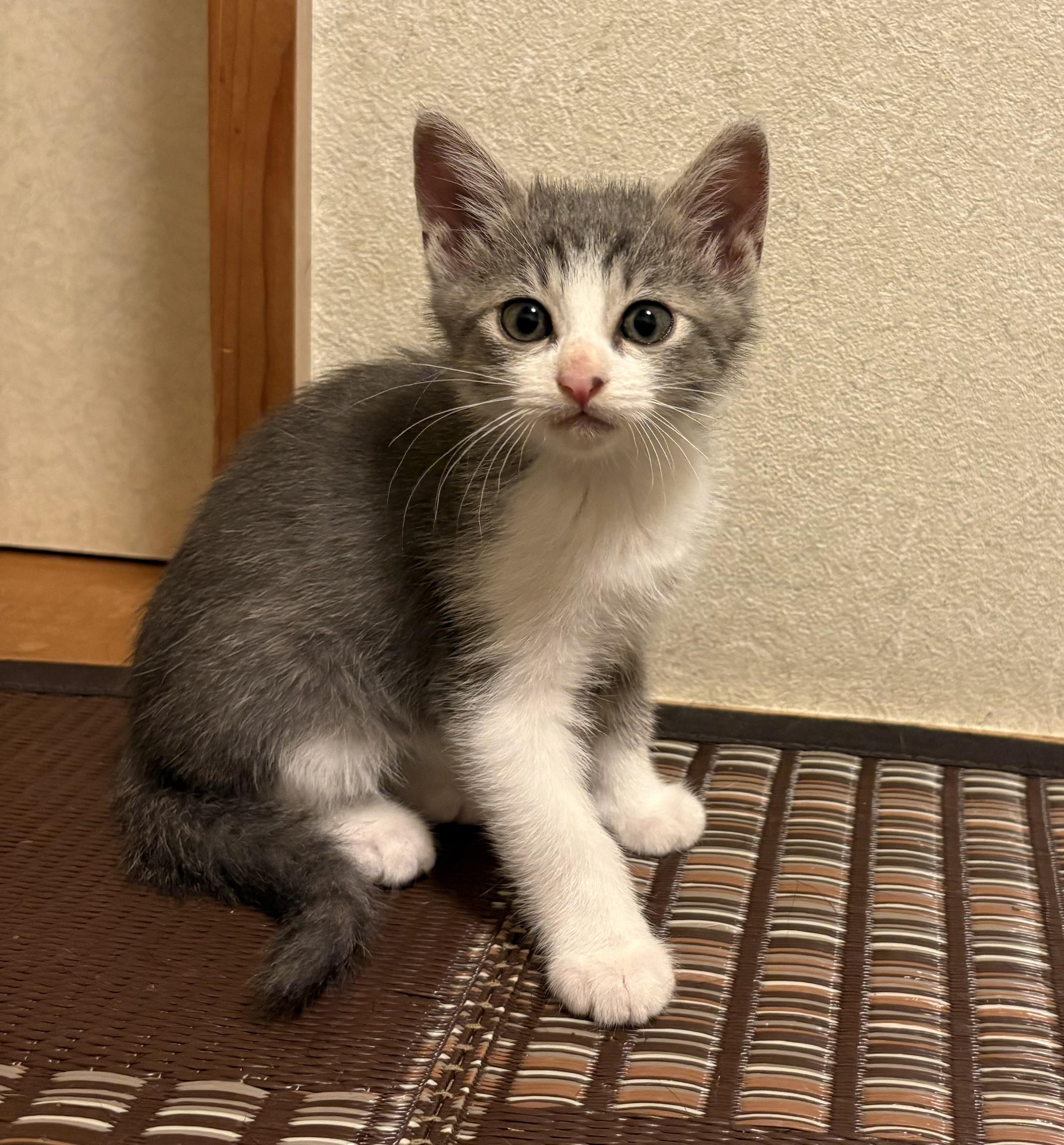 推定2ヶ月の活発...