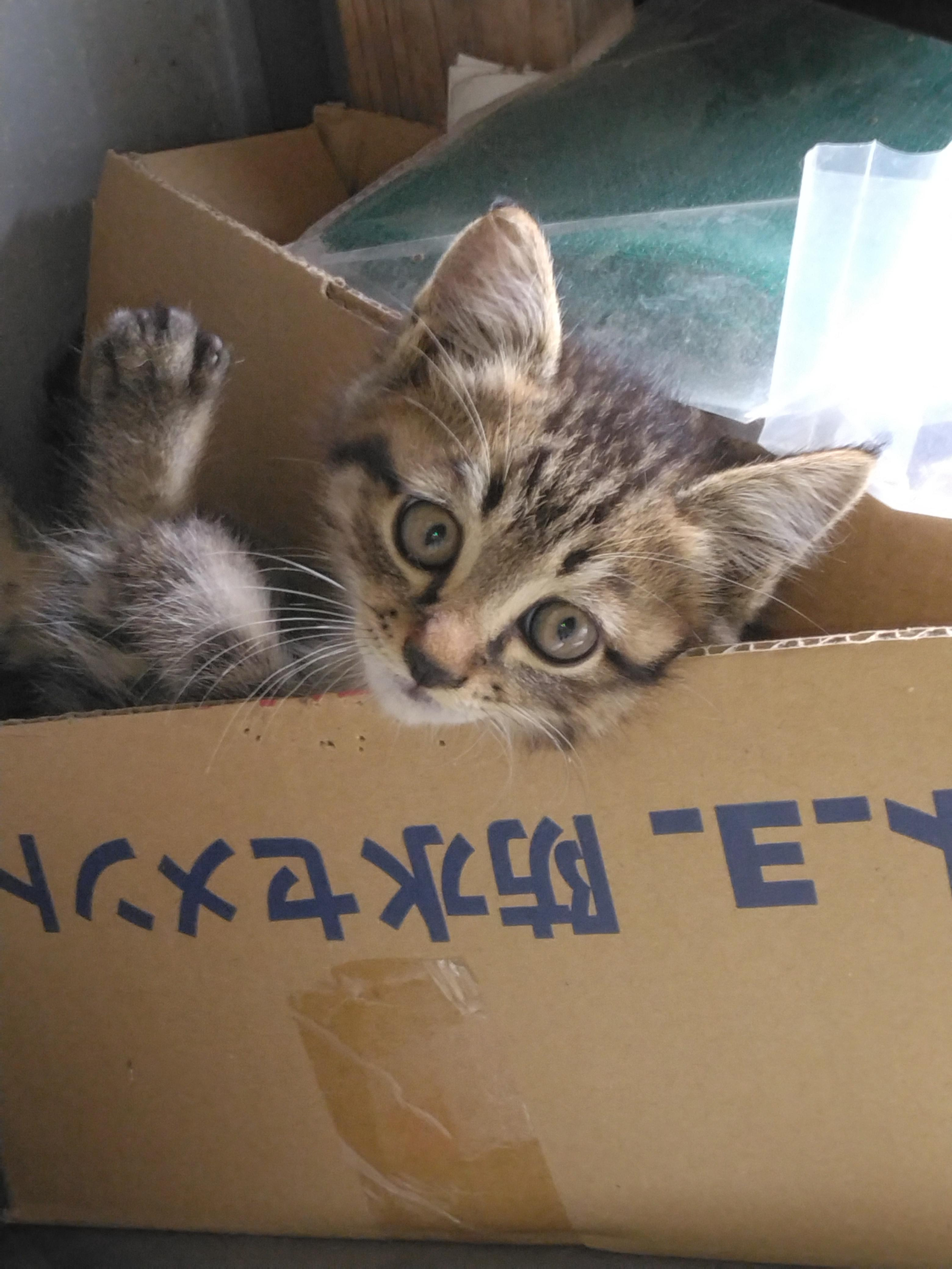 野良の母猫に置い...