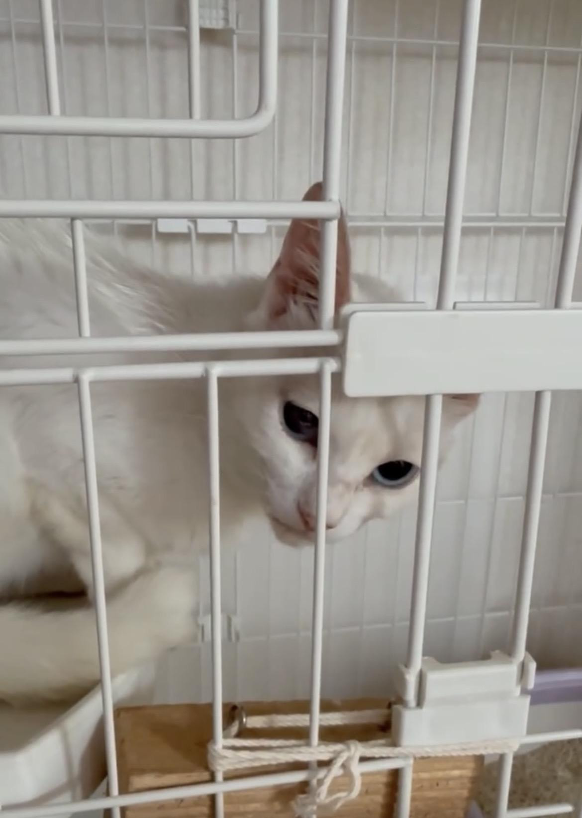完全室内飼育希望...