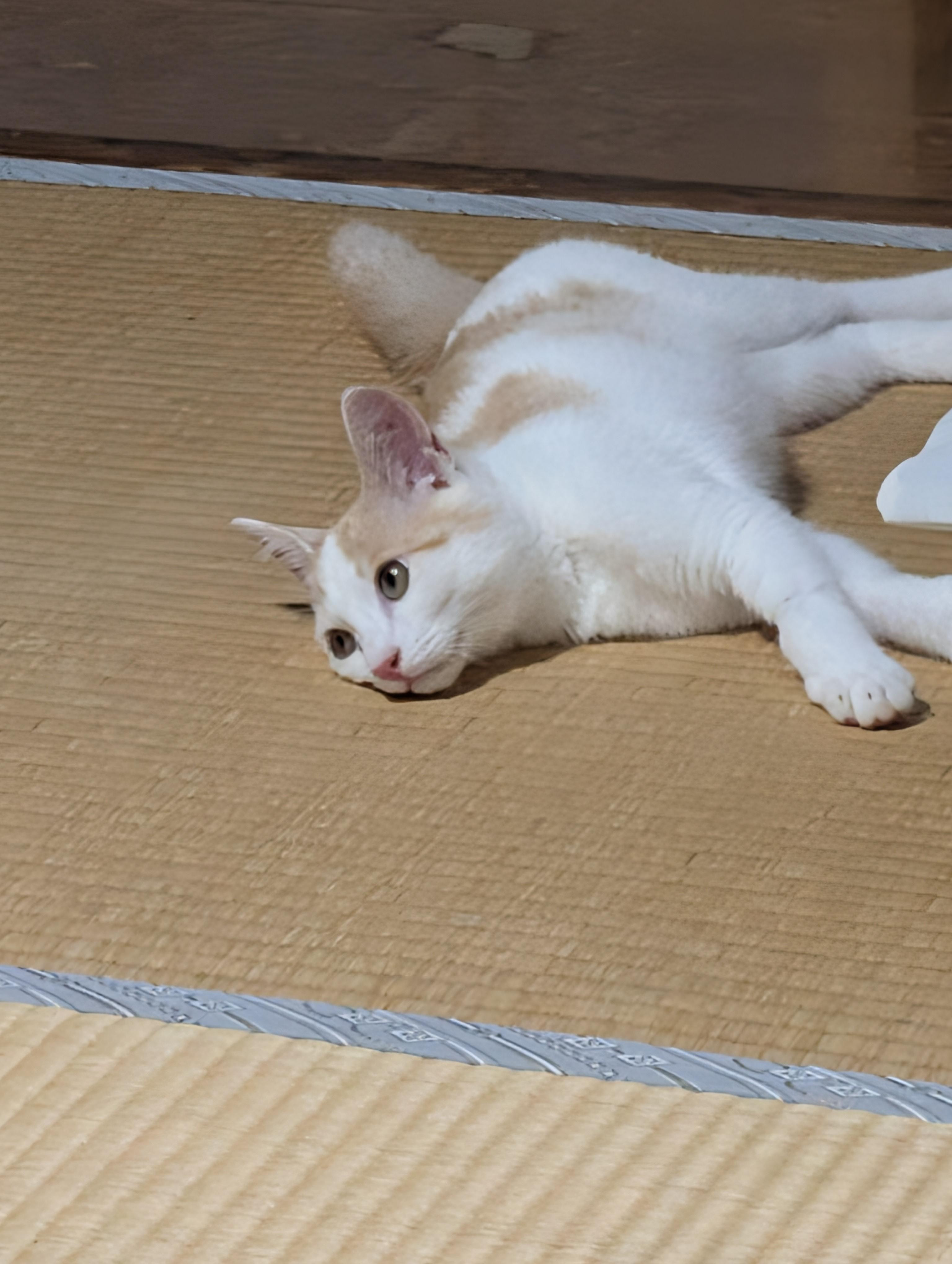 動物画像2
