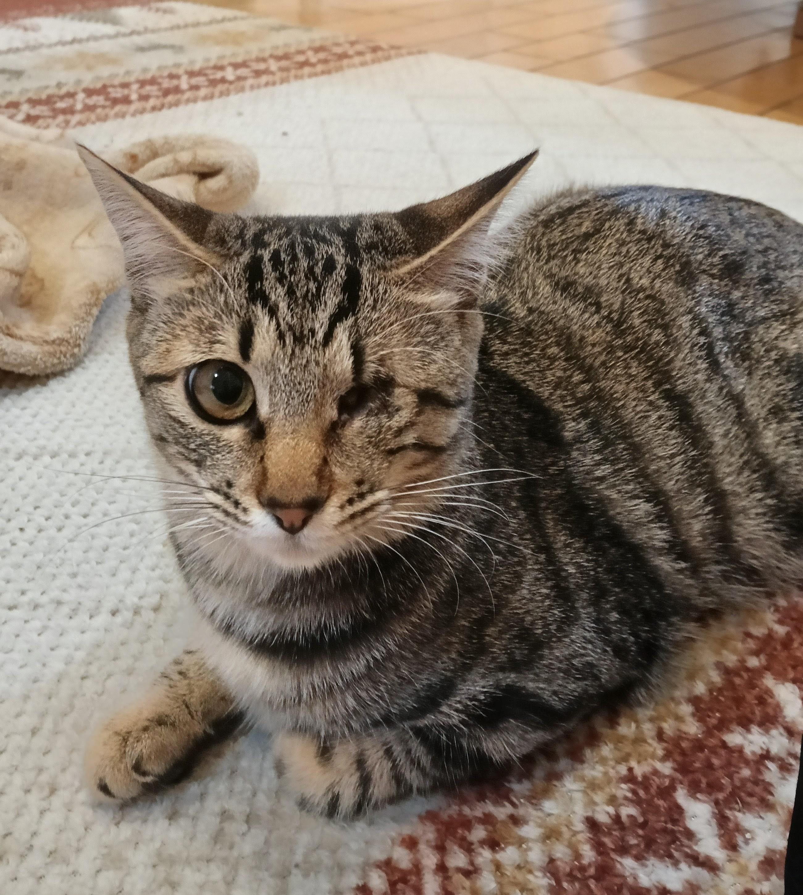 みぃちゃん
保...