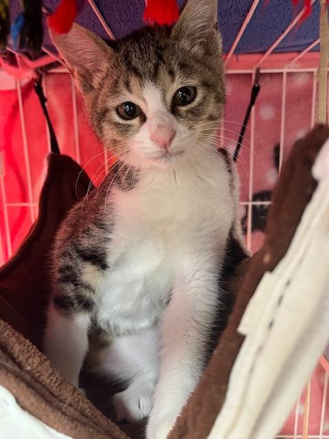 名物は、愛の「猫...