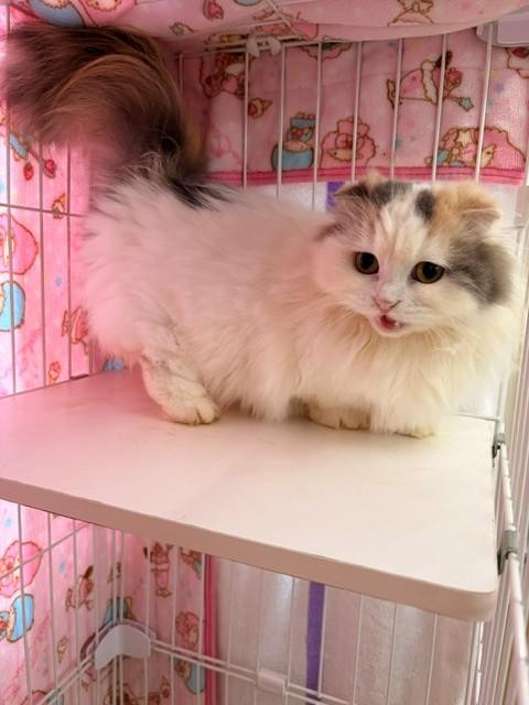 動物画像2
