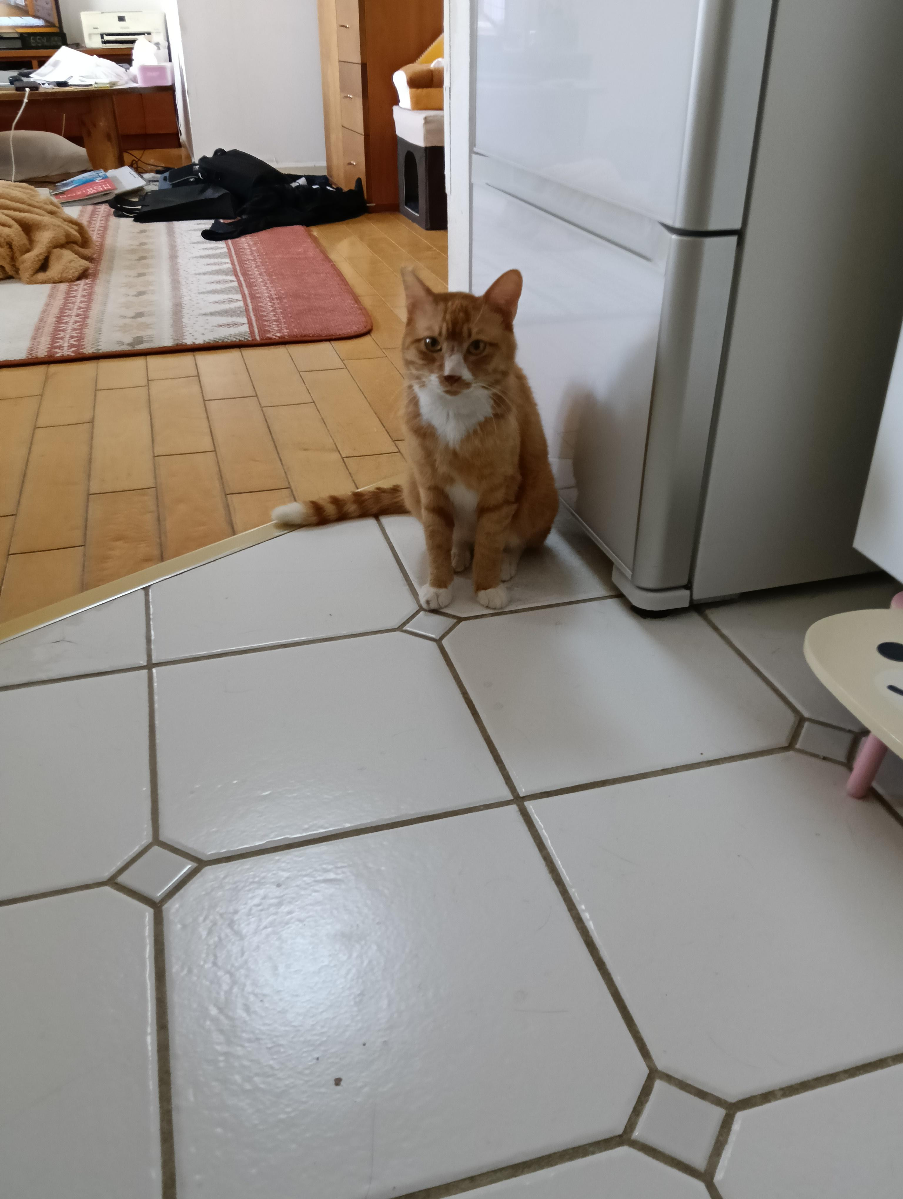 動物画像2