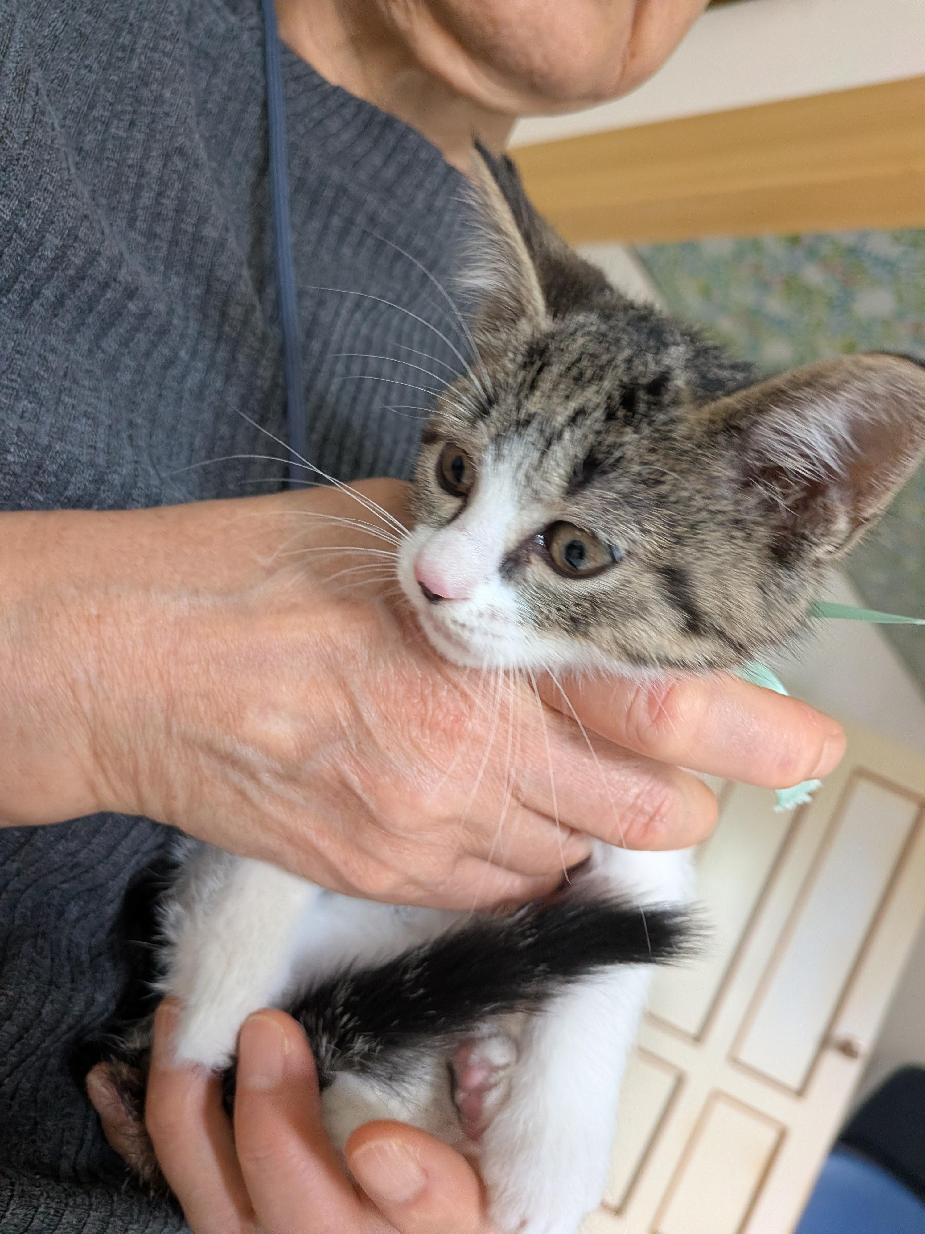 動物画像2