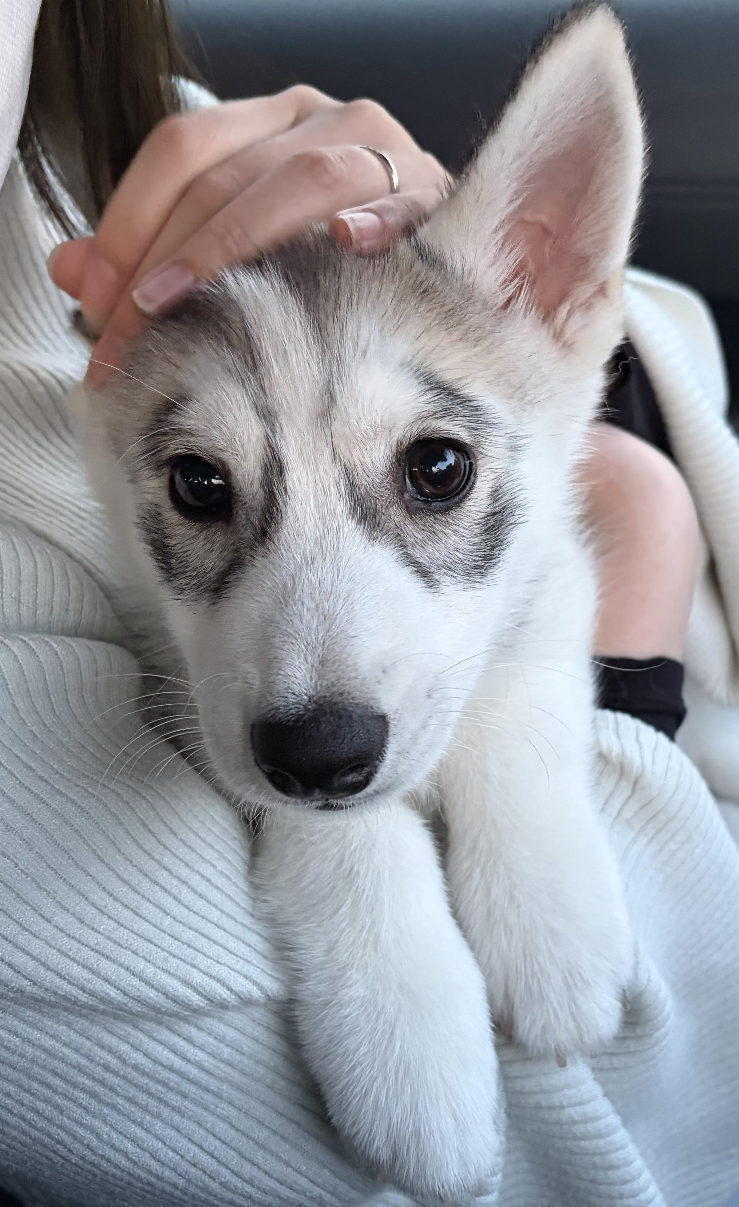 ワクチンの3回目...