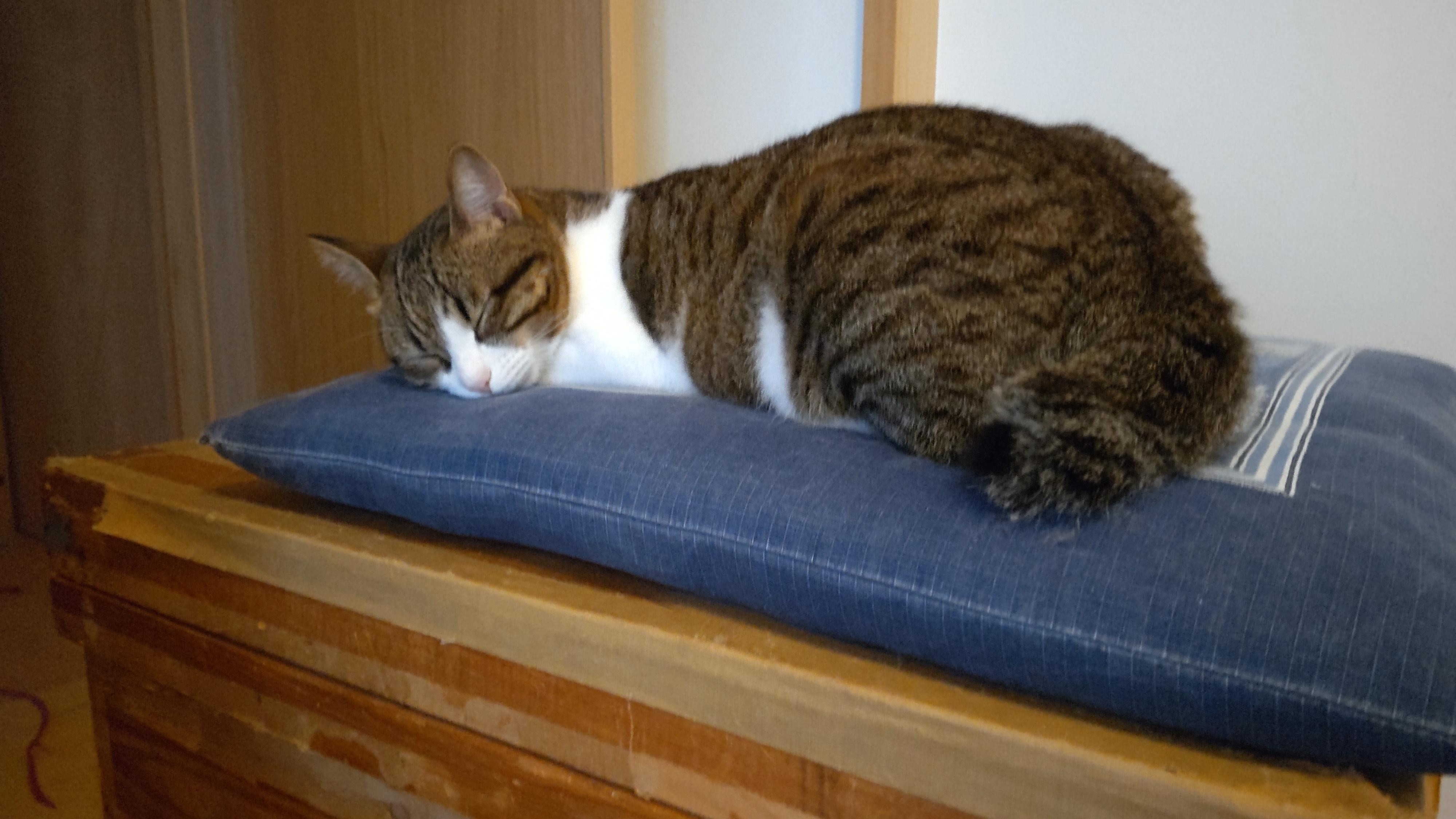 サバ白のナッチで...