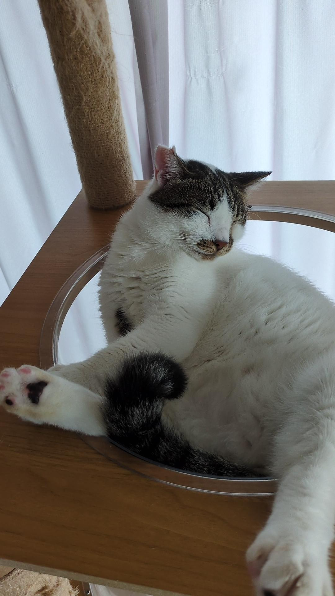動物画像2