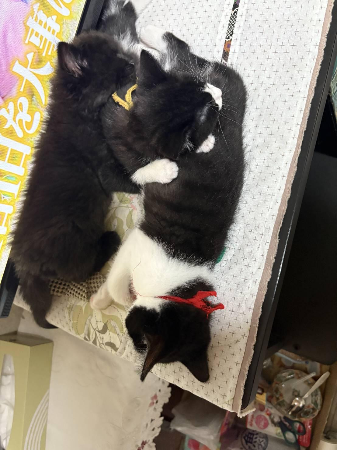 動物画像2