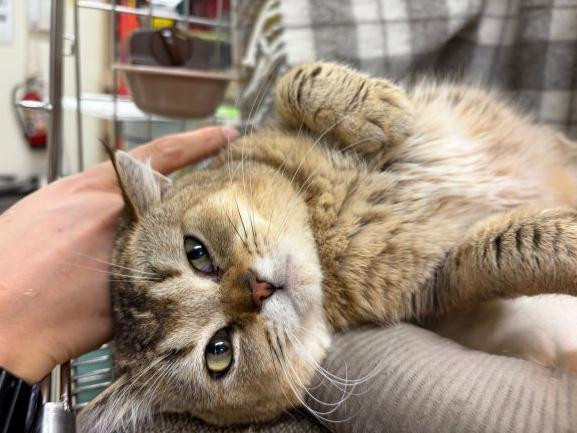 【動物愛護センタ...