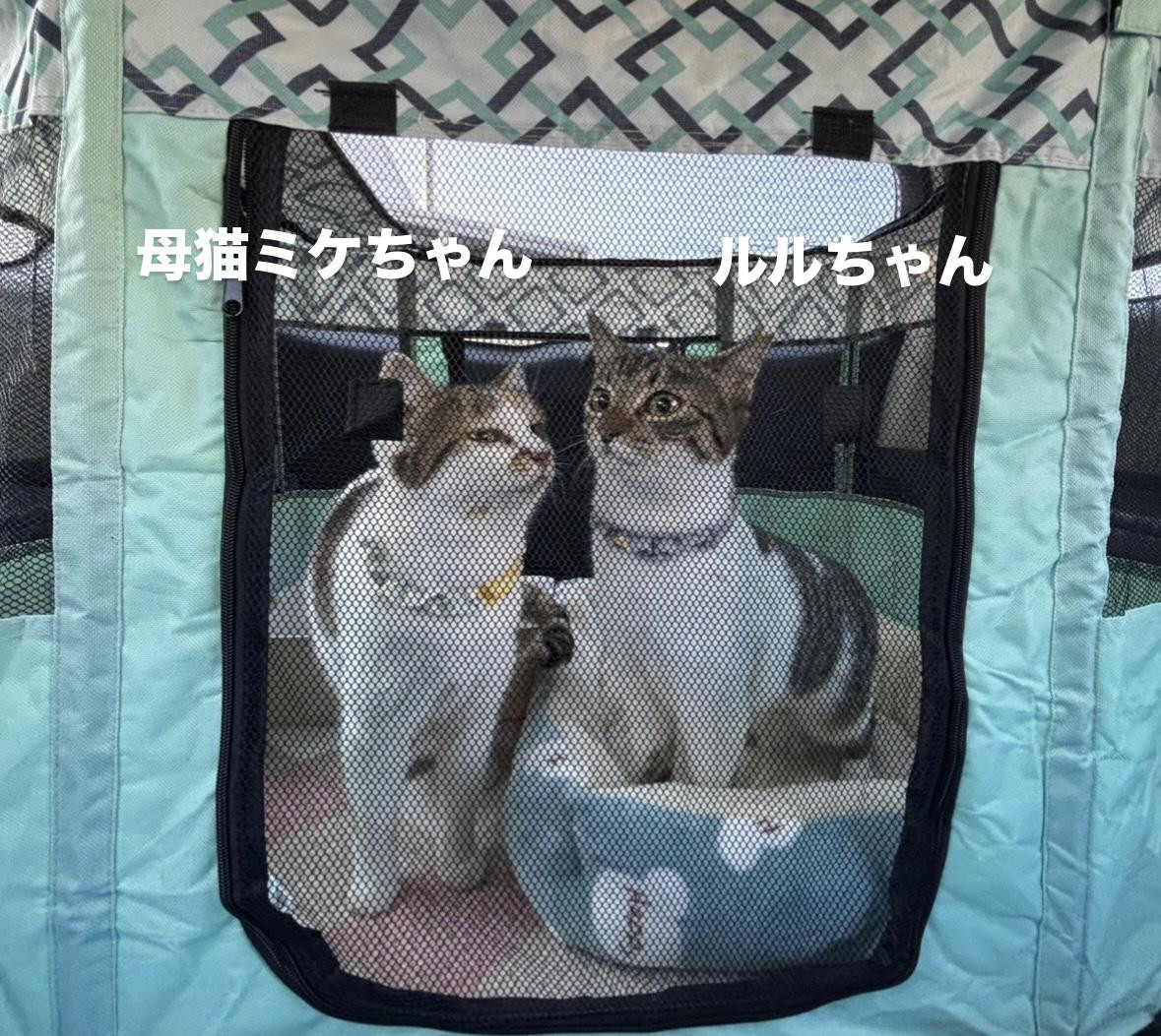 動物画像3