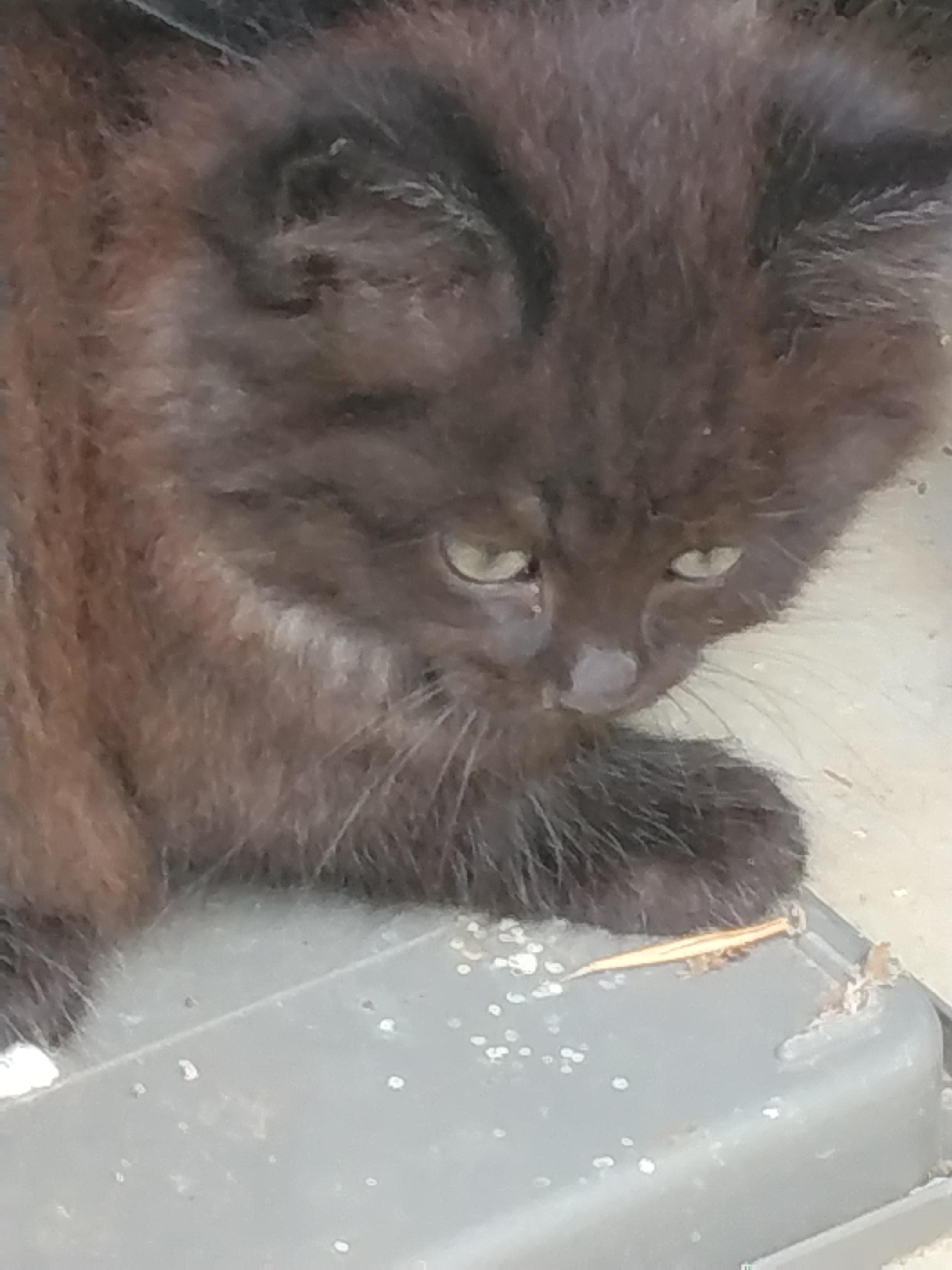 動物画像2