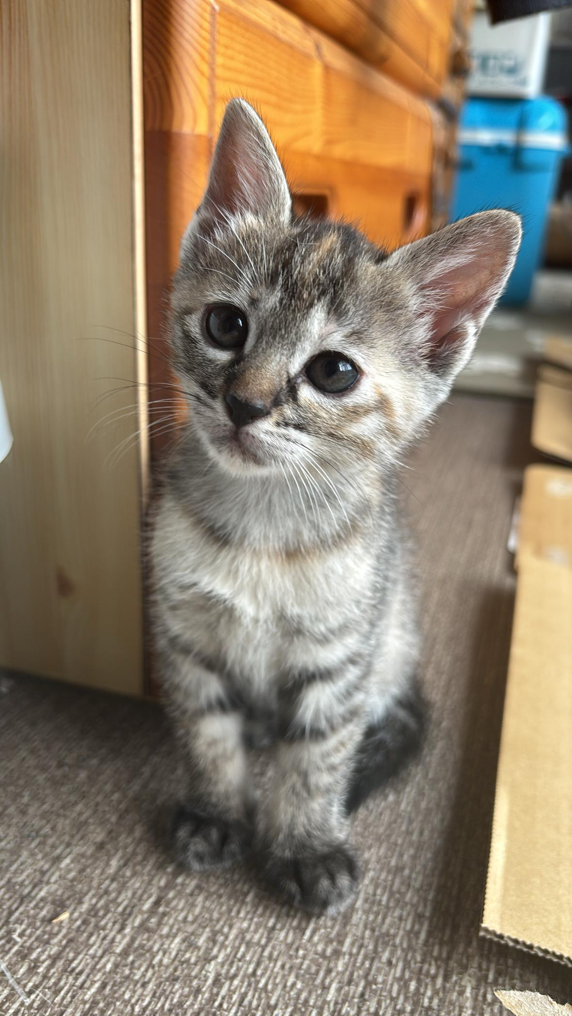 動物画像3