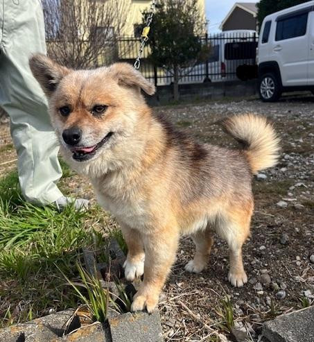 短い脚でトコトコ...