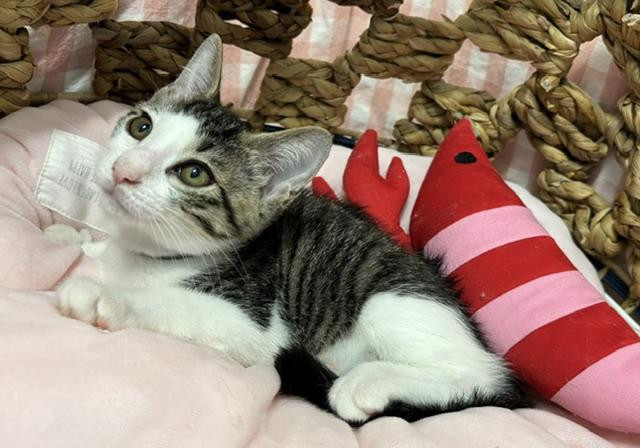 動物画像3