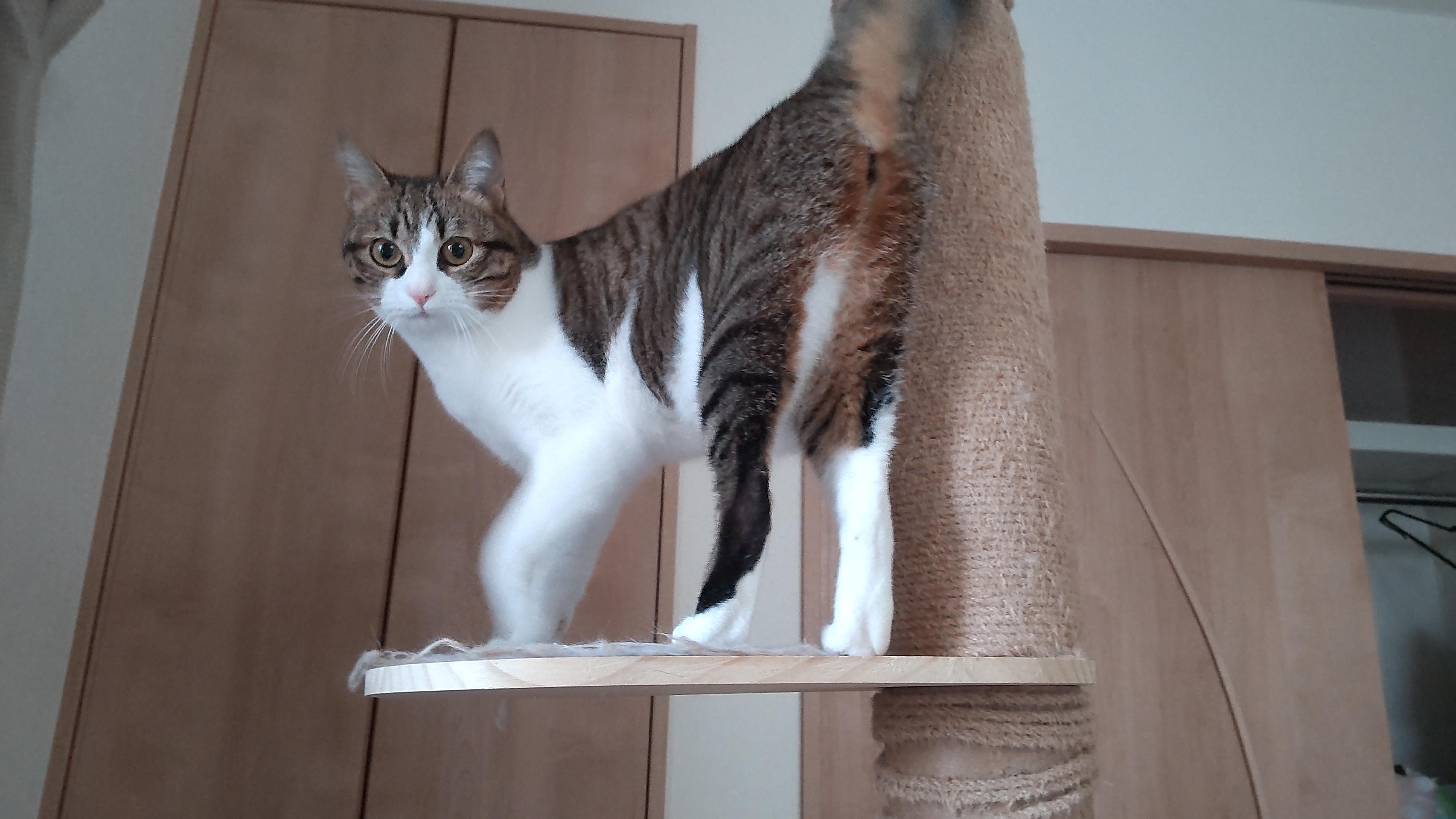 動物画像3