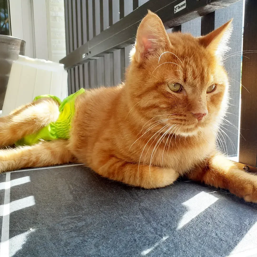 とっても甘えん坊...