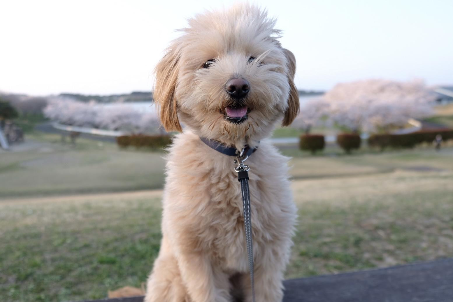 動物画像2