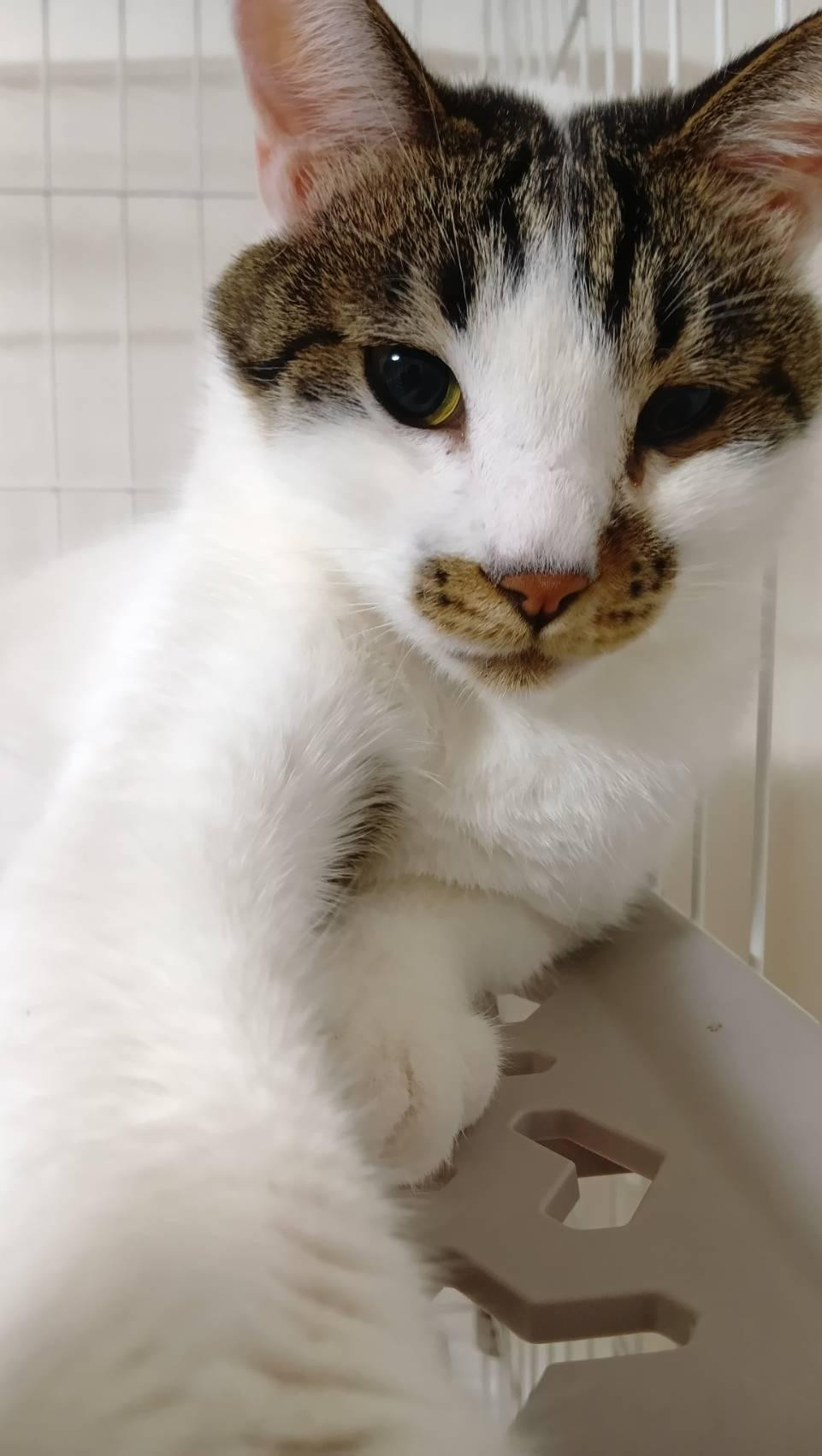 急募！！保護猫の...