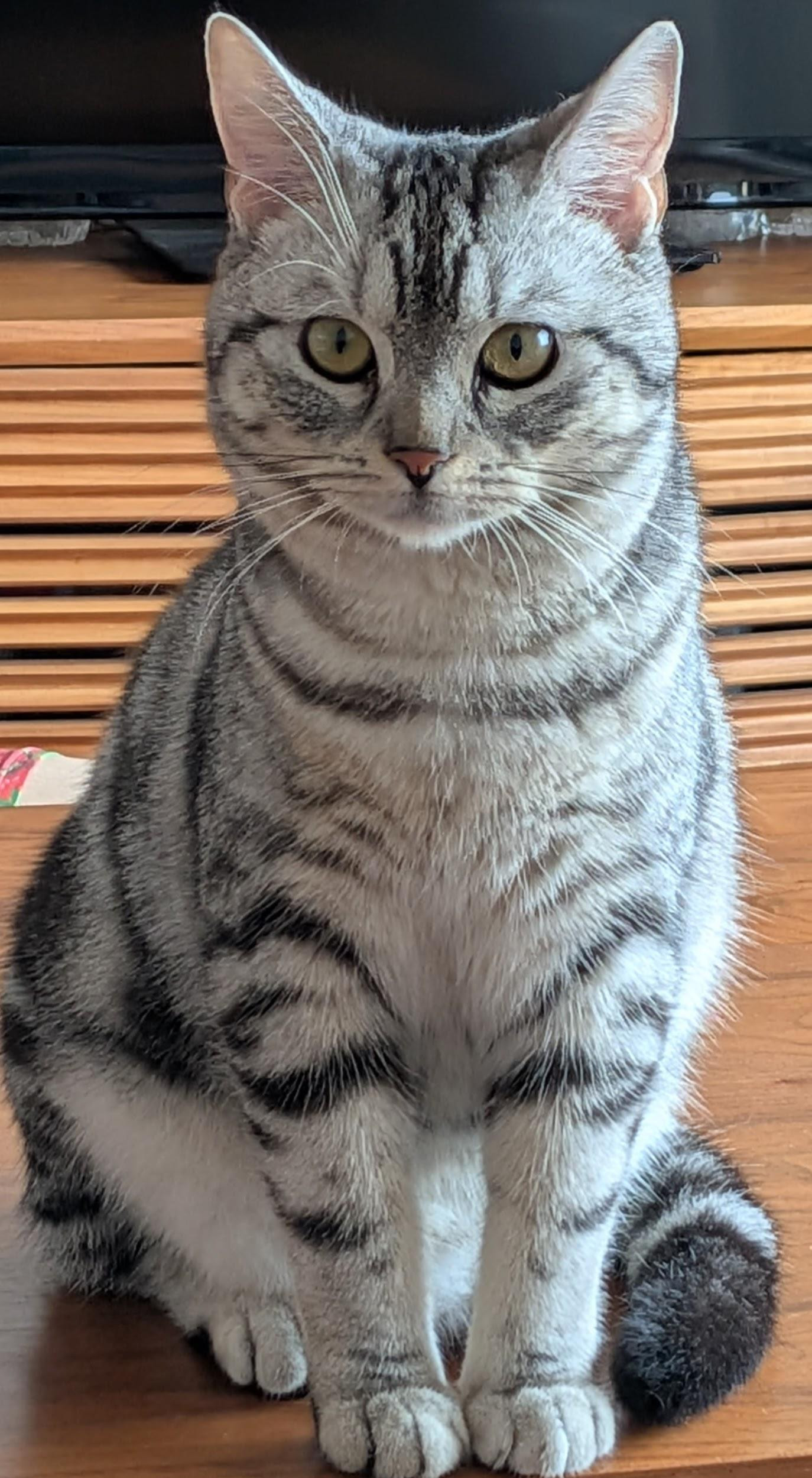 アメショの穏やか...