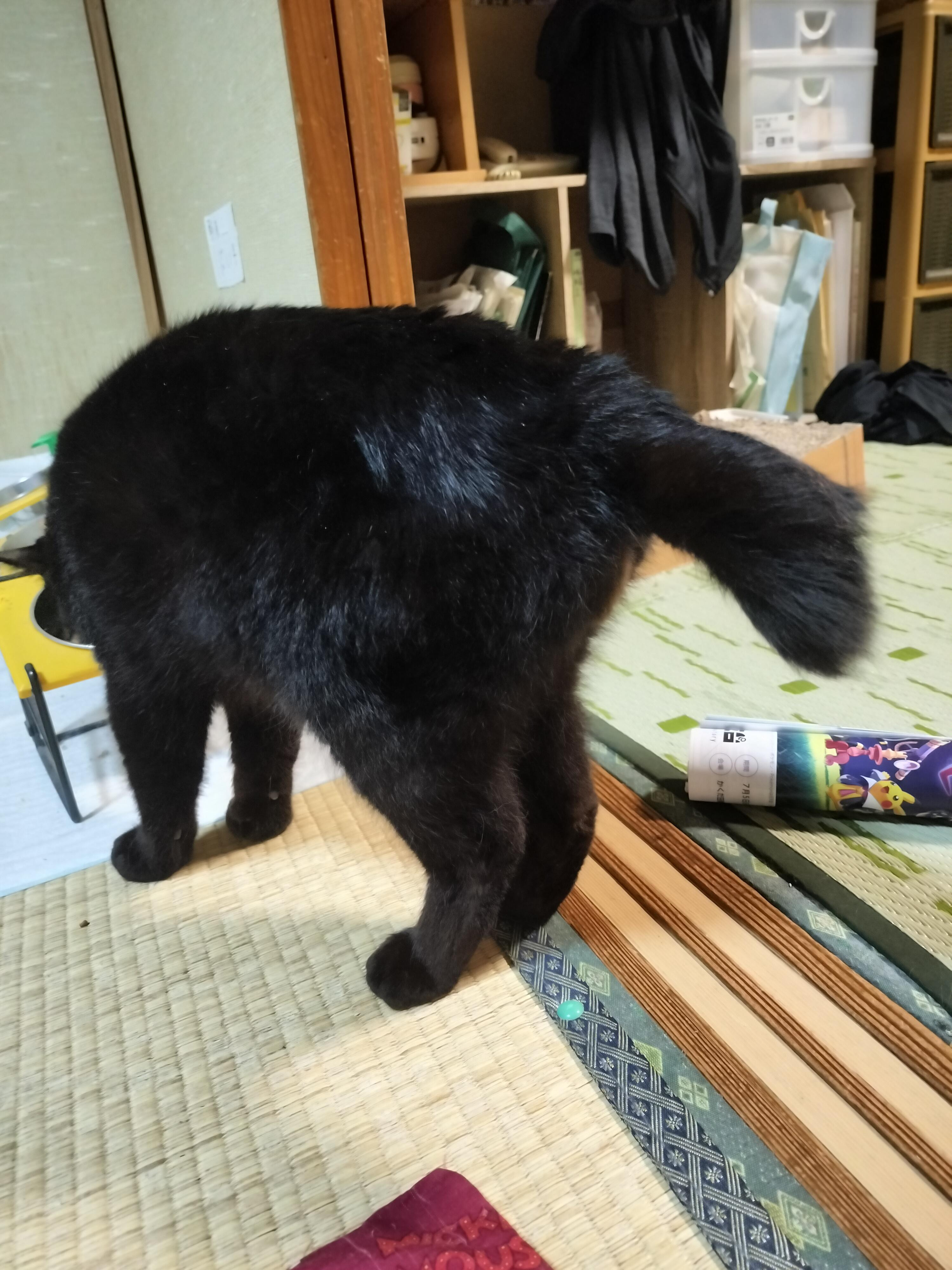 動物画像2