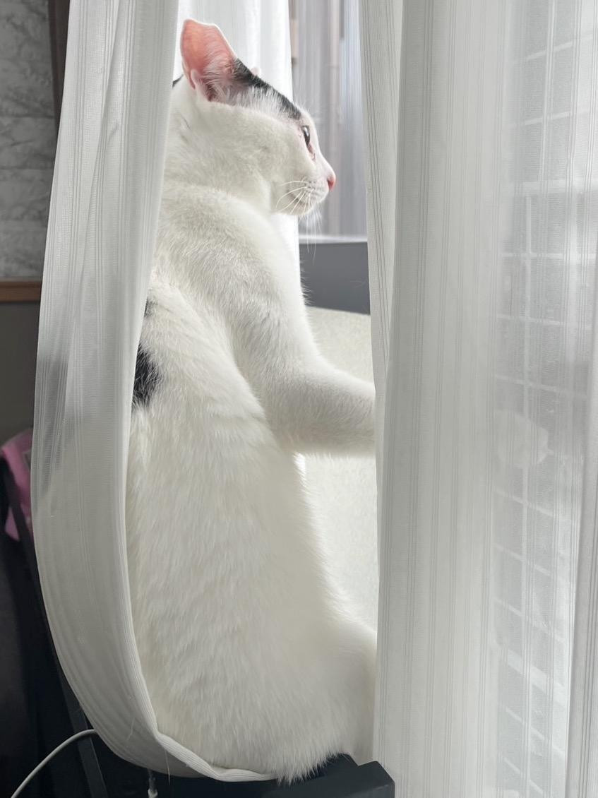 動物画像2