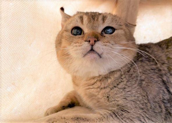 動物画像2