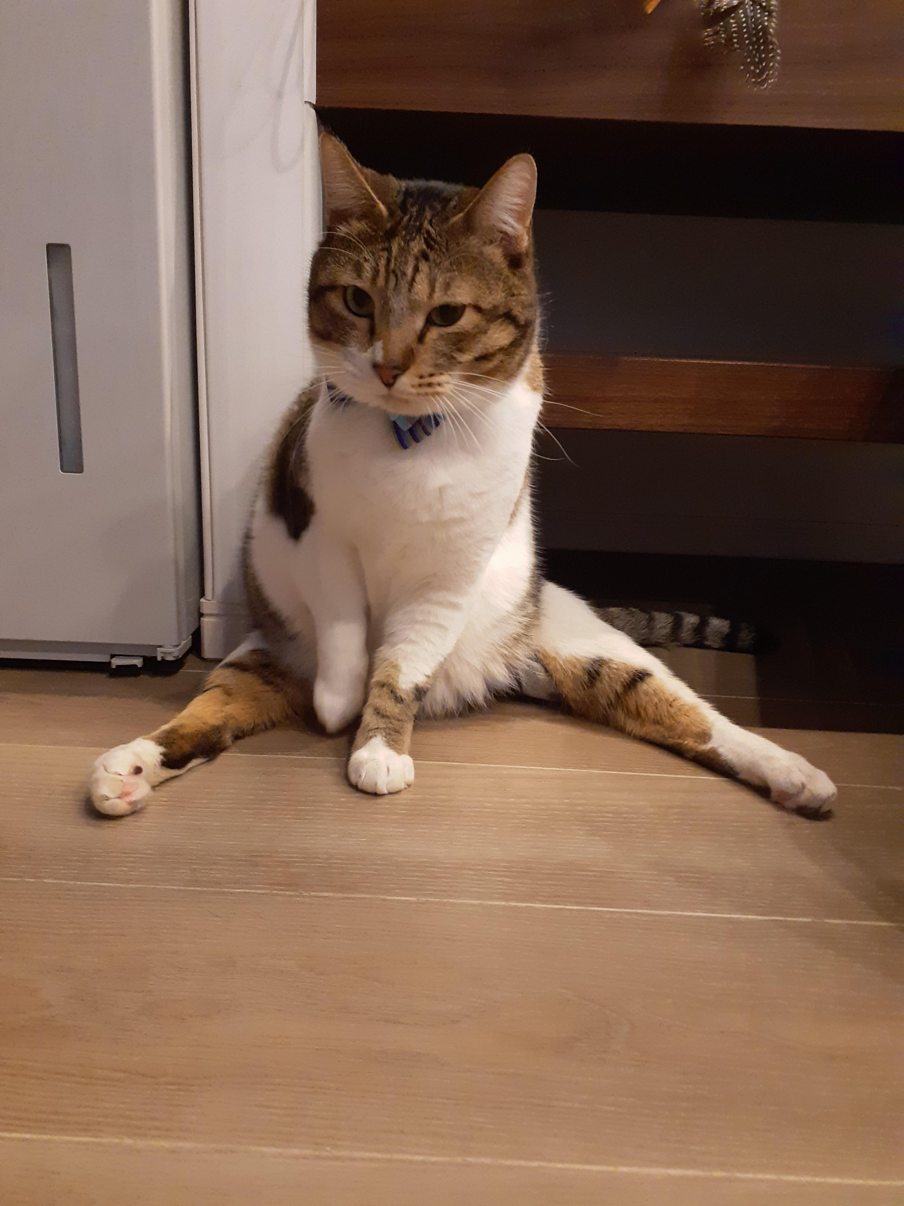 どの猫よりも活発...