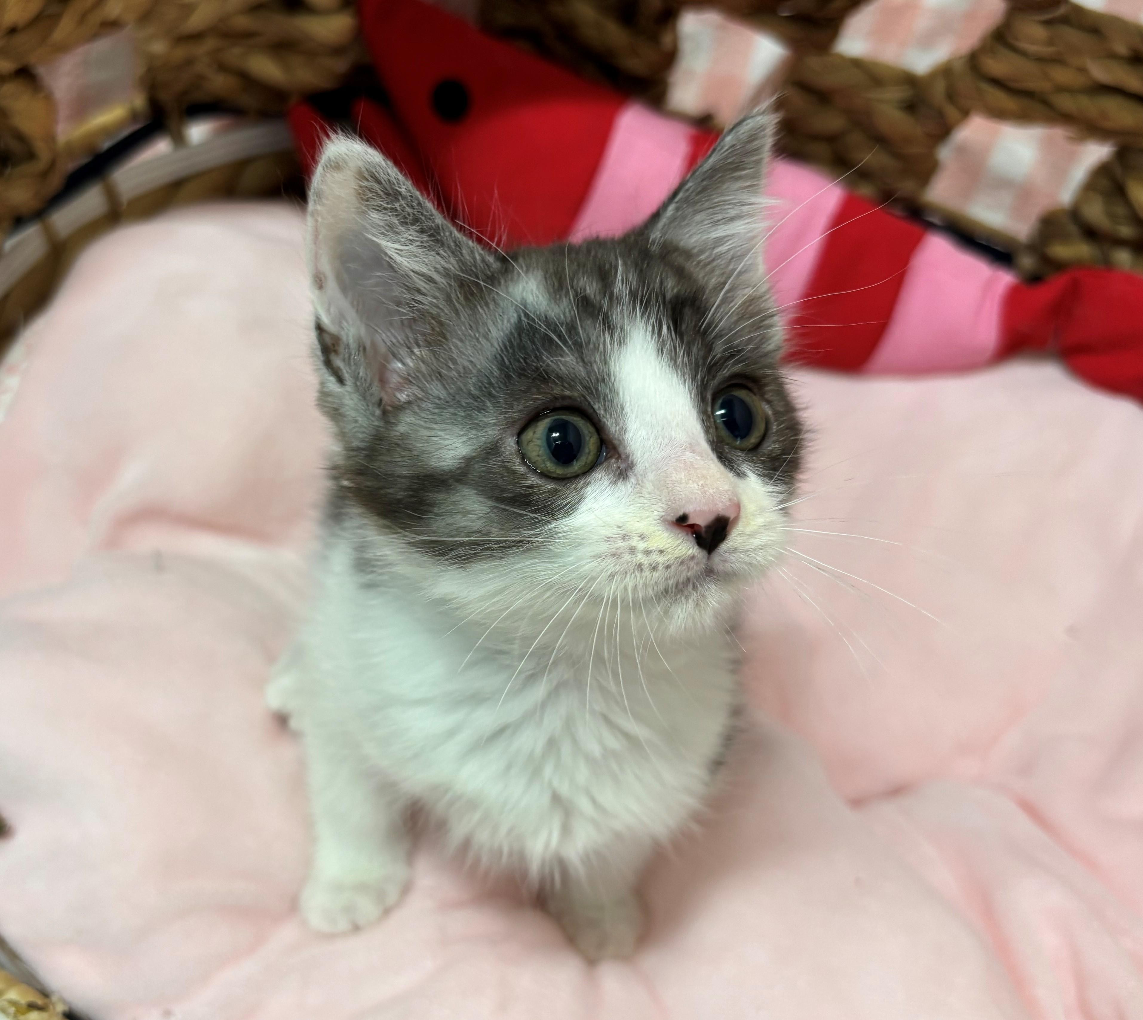 わんにゃんプロフィール