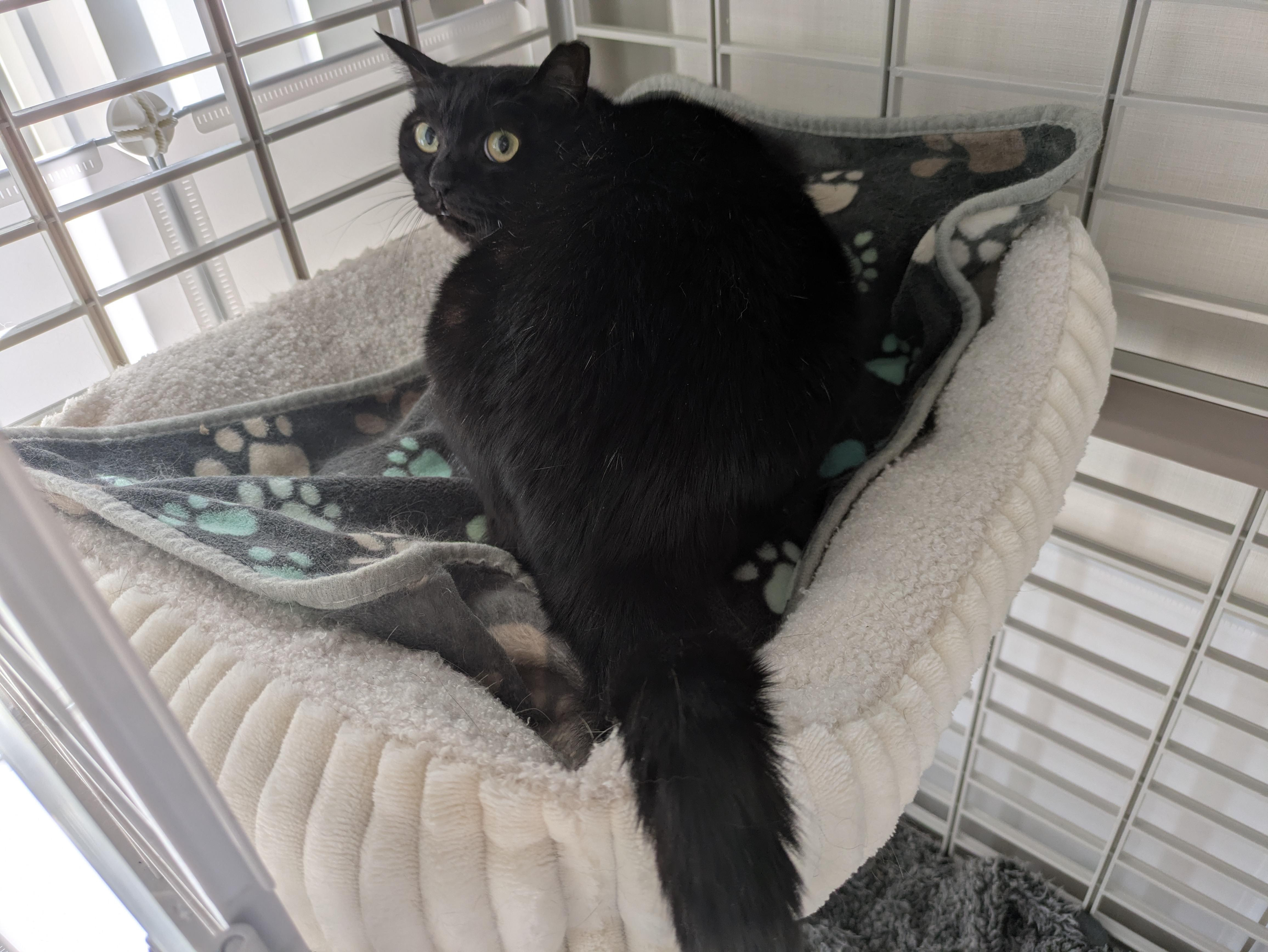 まあるいお顔とま...