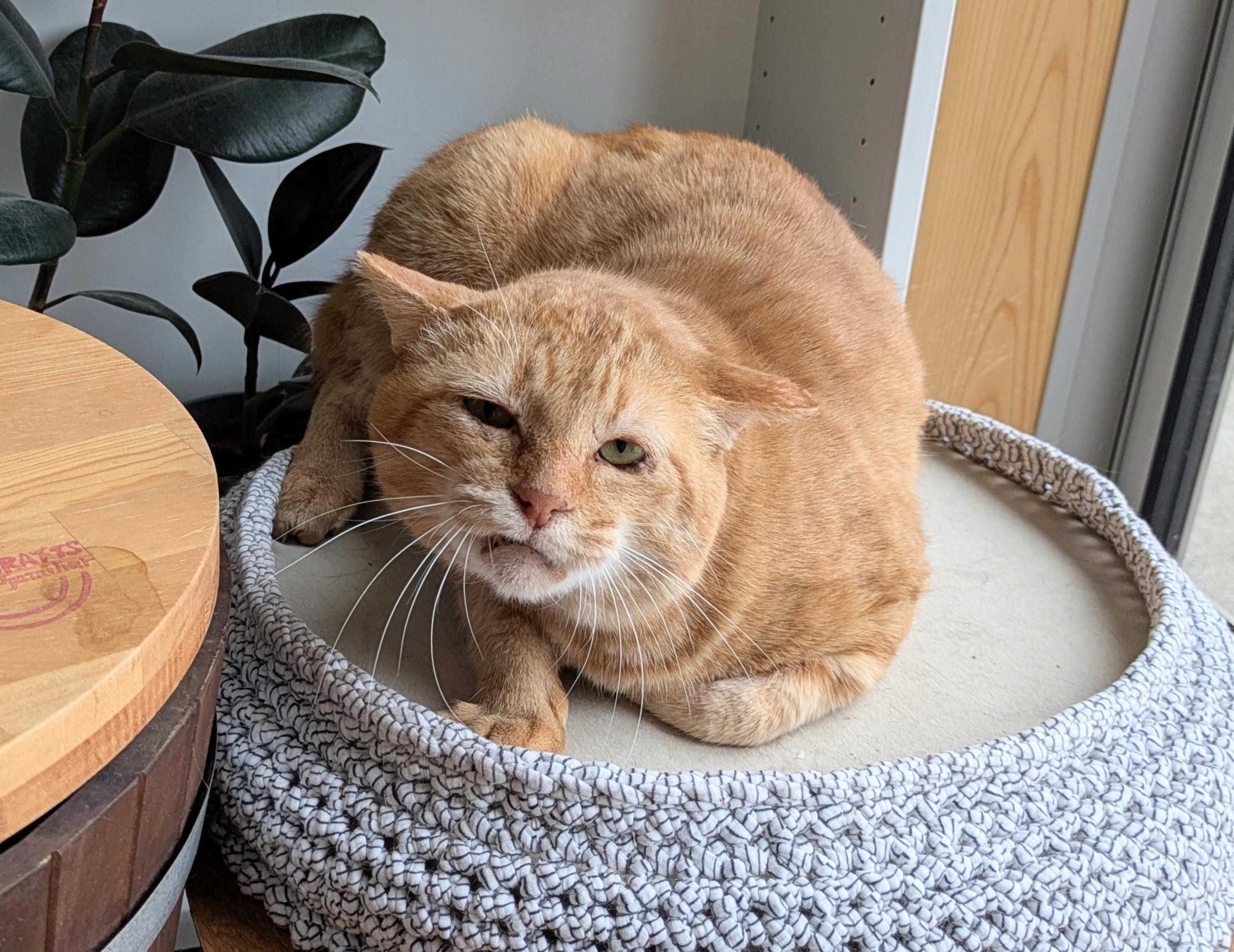 カッ！と最大級の...