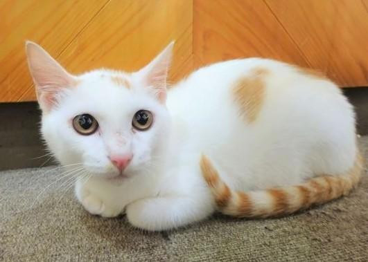 【動物愛護センタ...