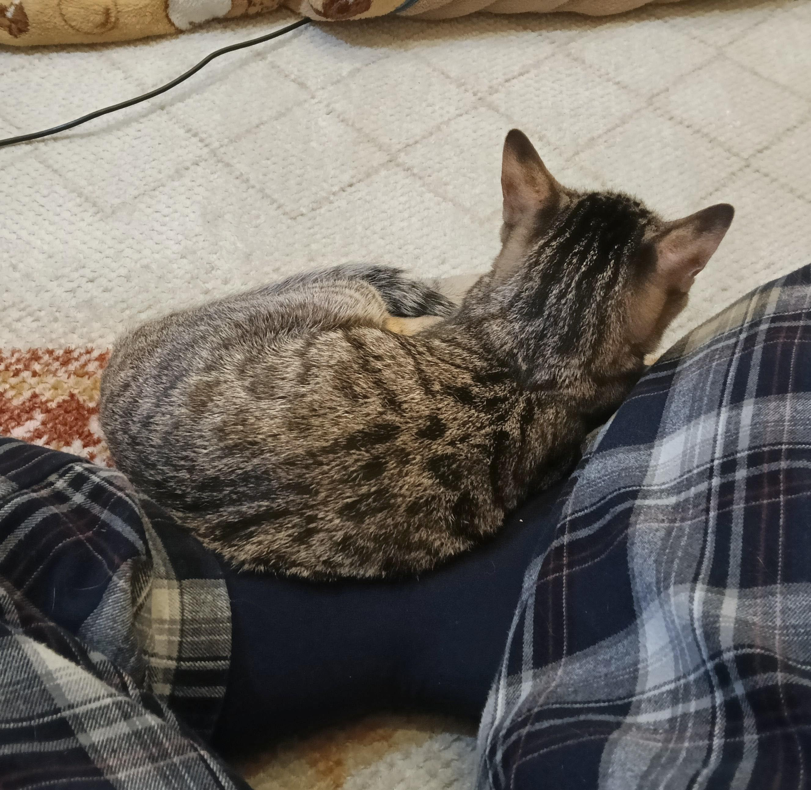 動物画像2