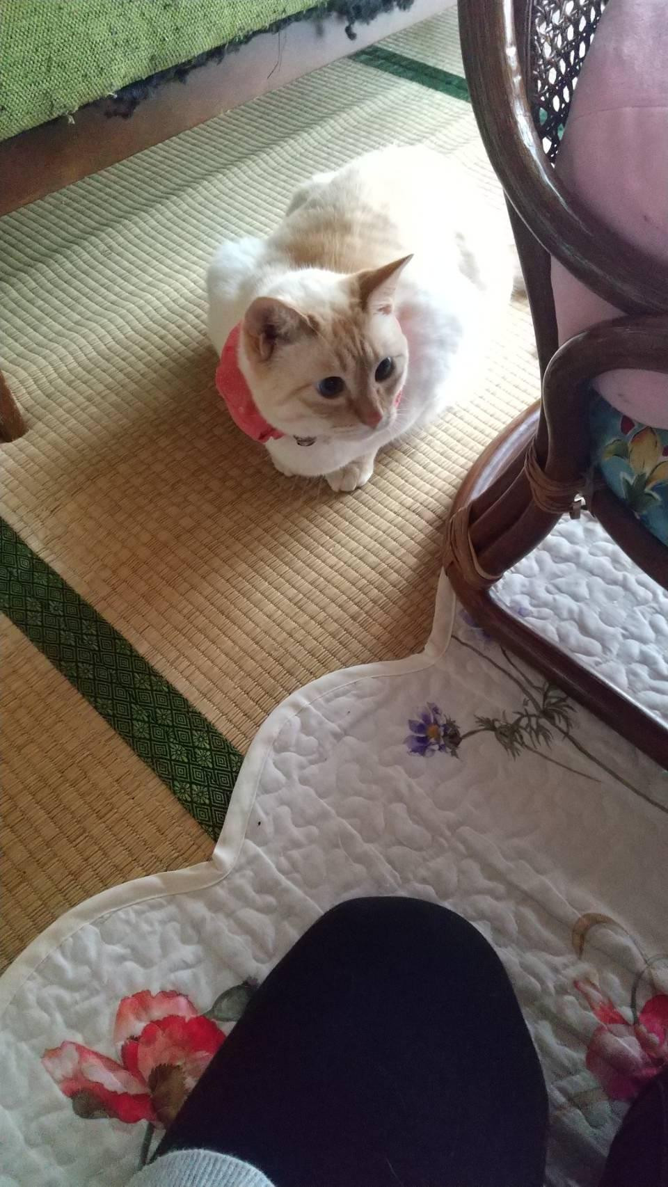 おとなしい子です...
