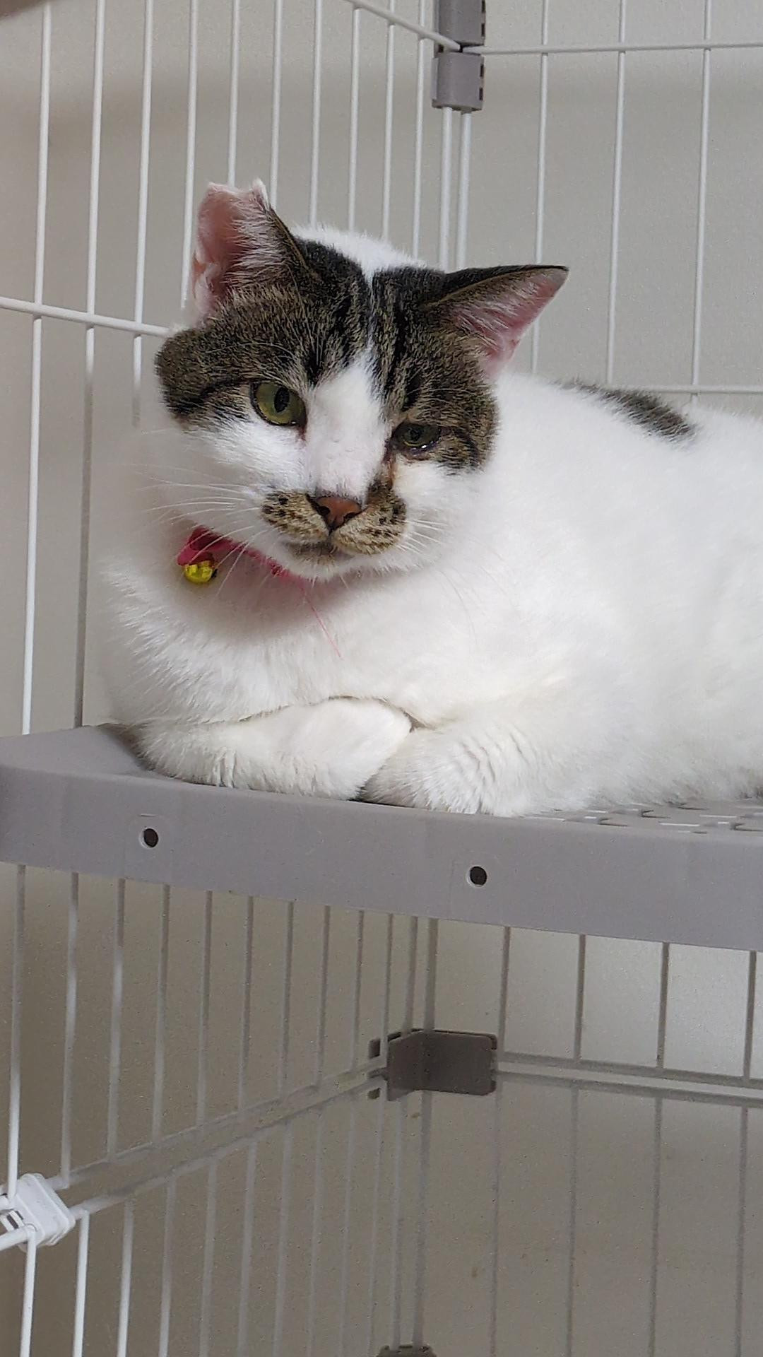 急募！！保護猫の...