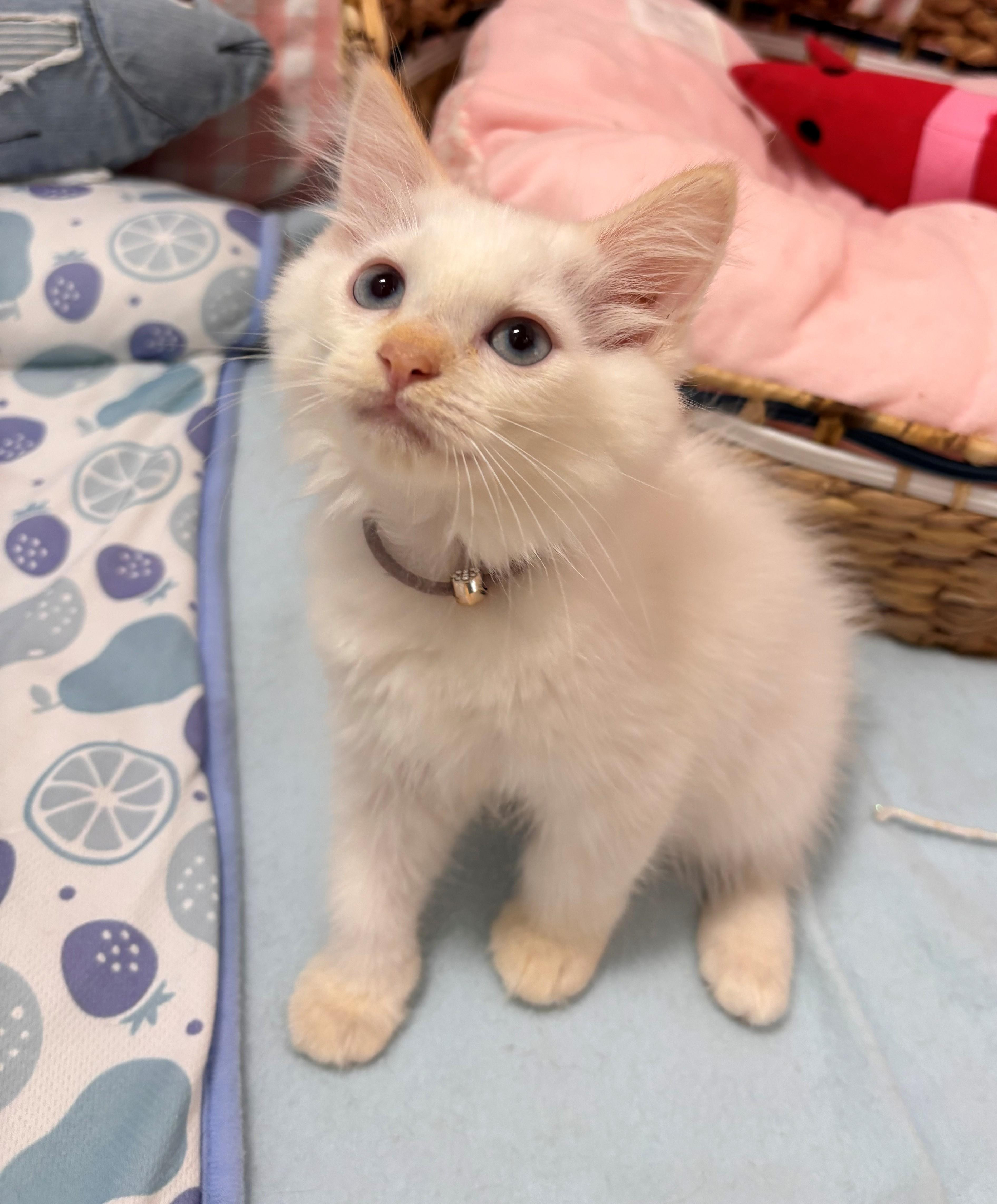 動物画像2