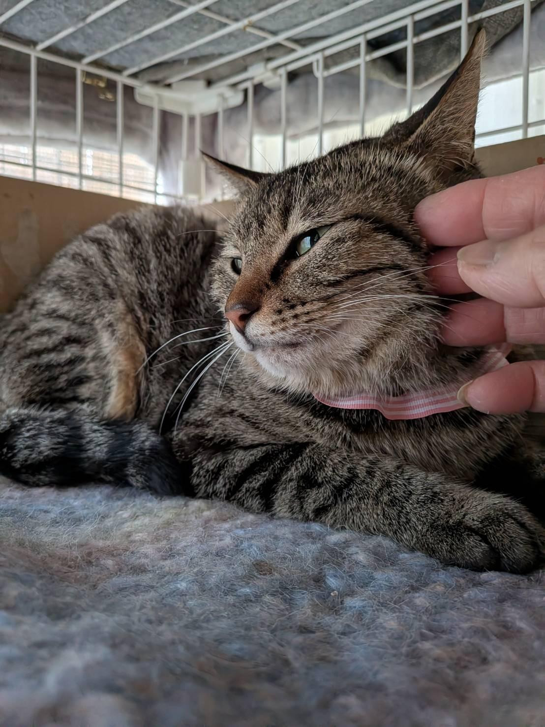 動物画像3