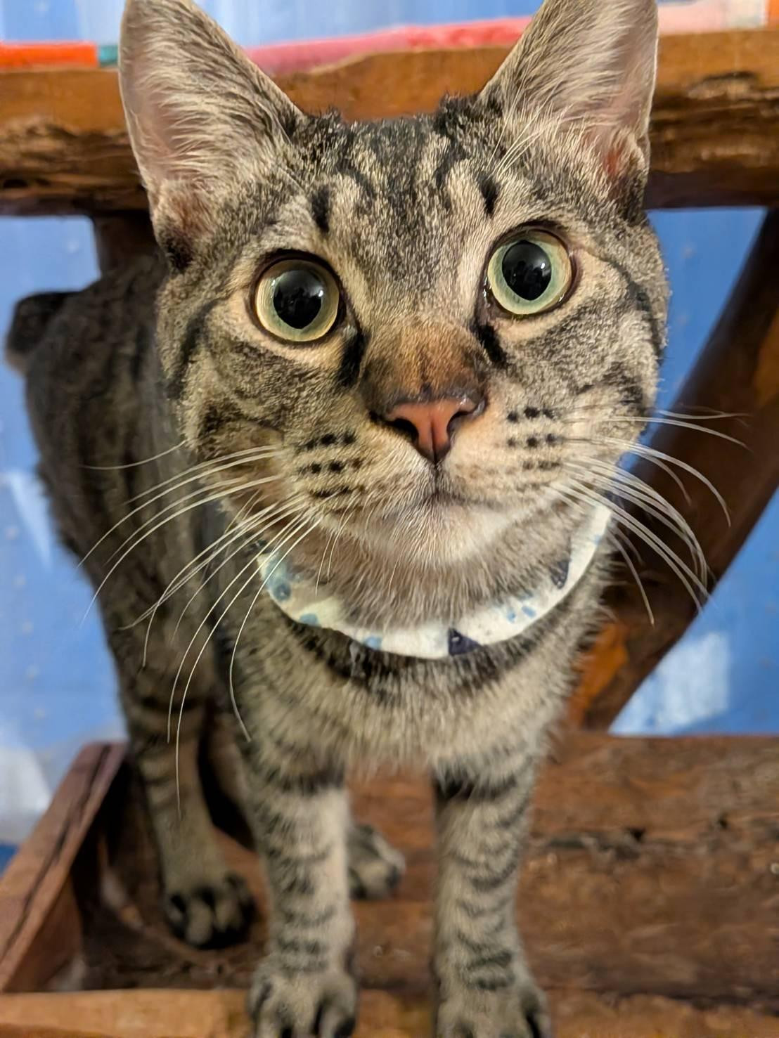 キジトラの青君...