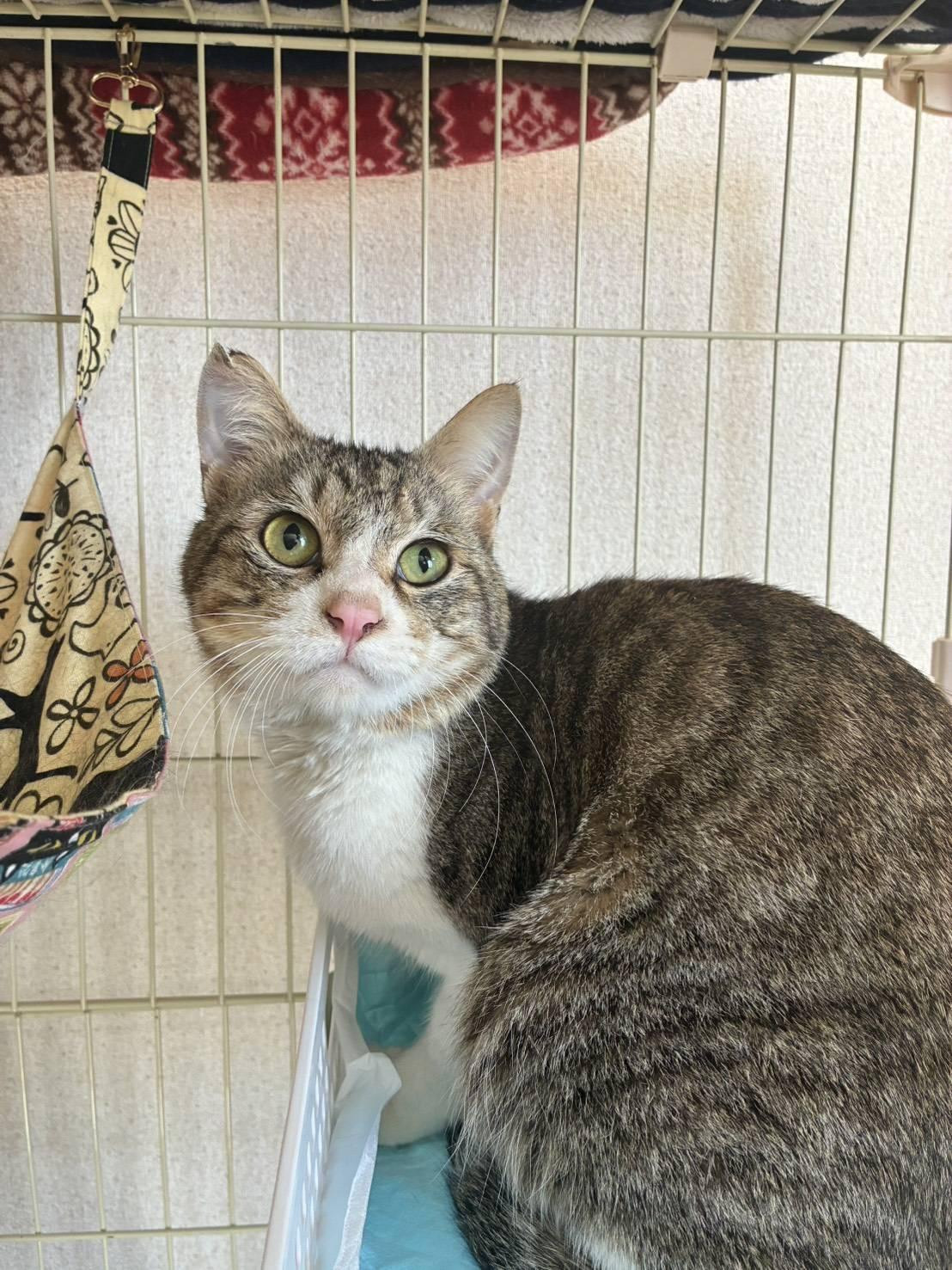 動物画像2