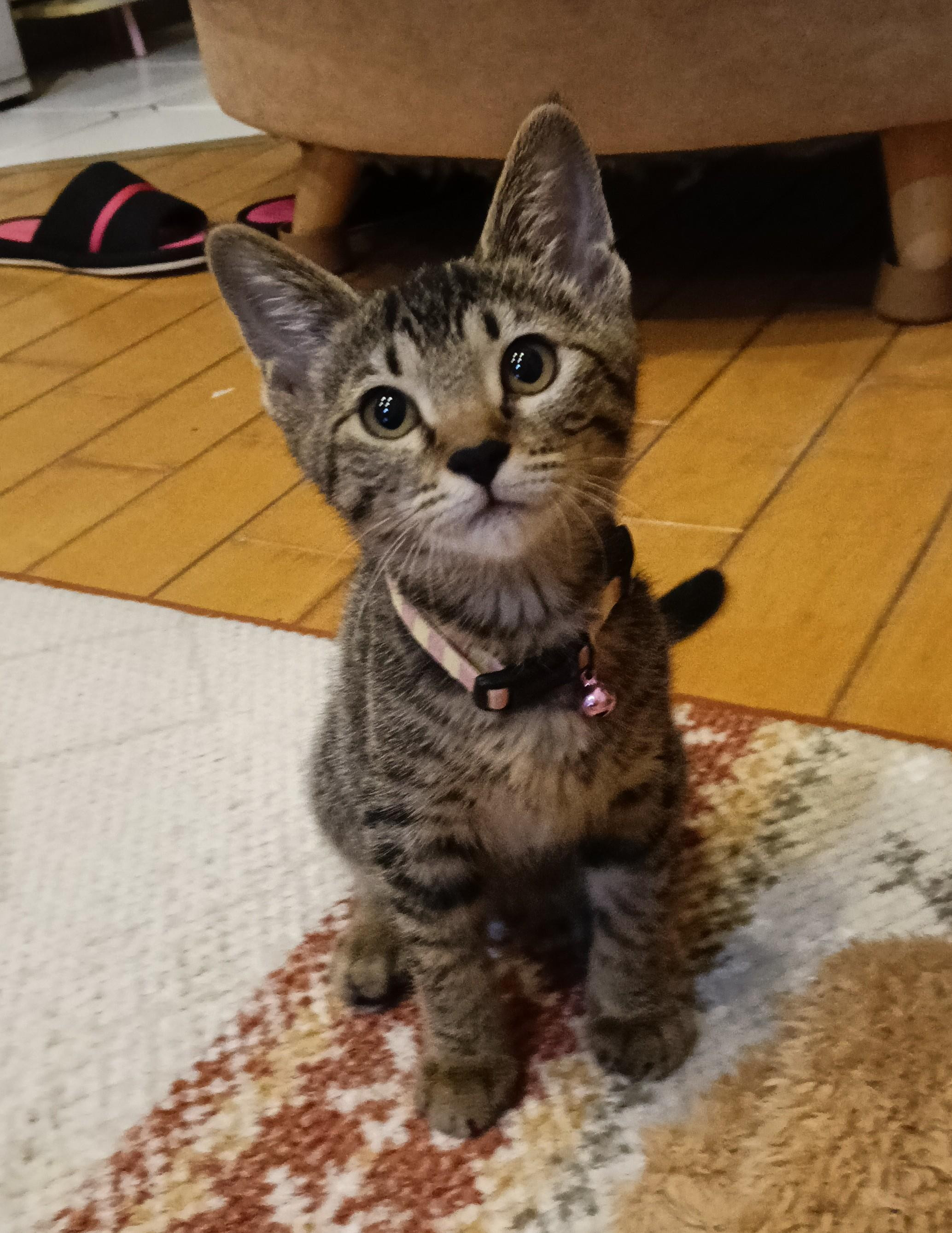 動物画像2