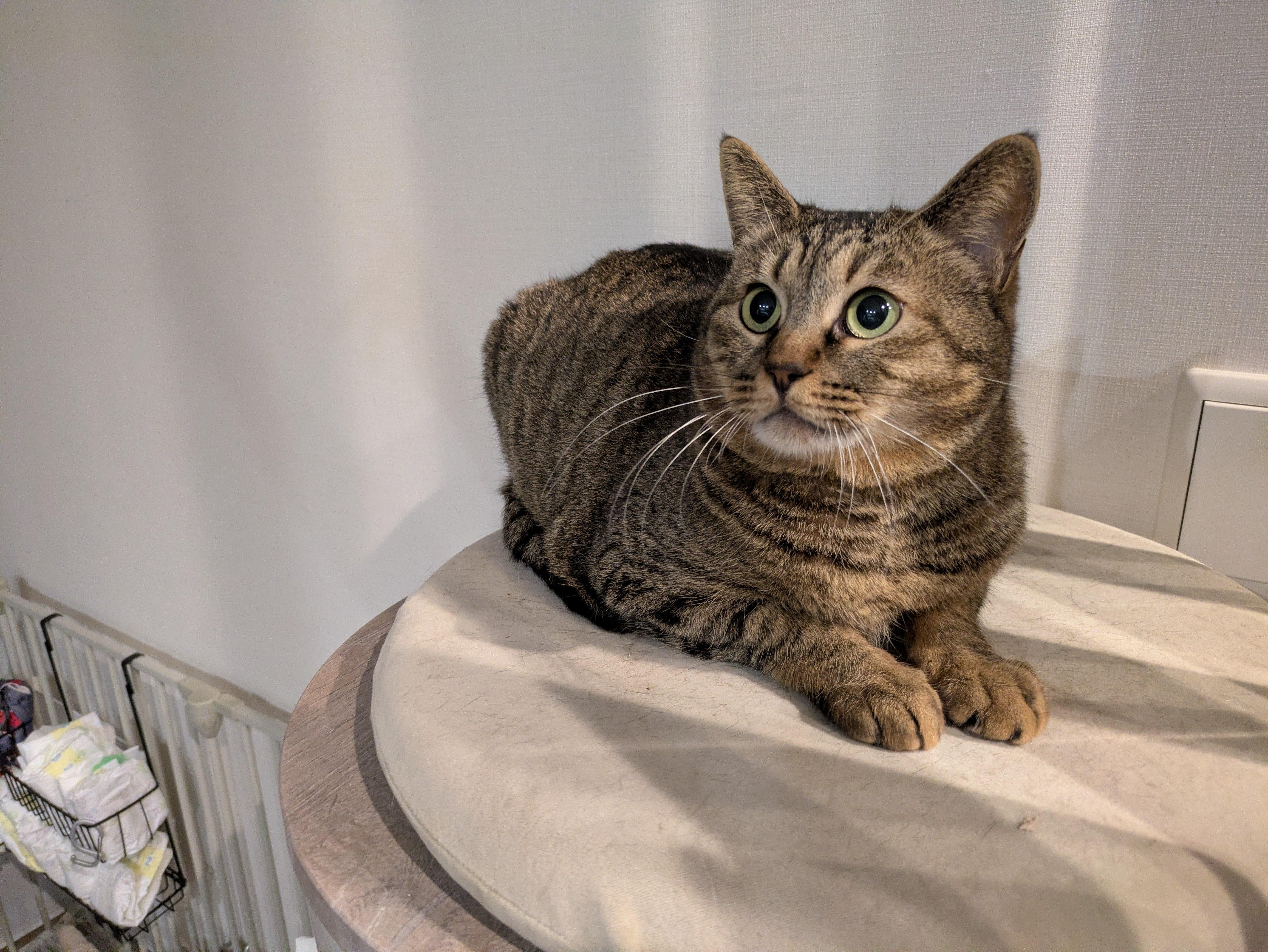 おめめくりくり。...