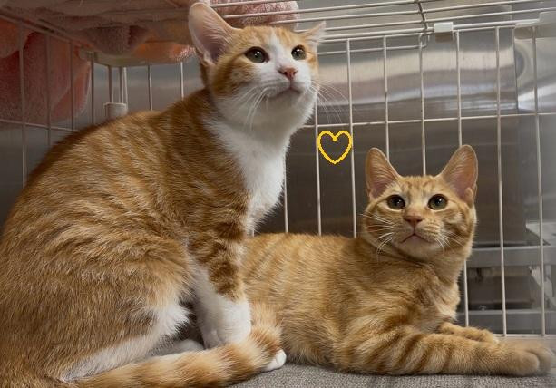 動物画像3
