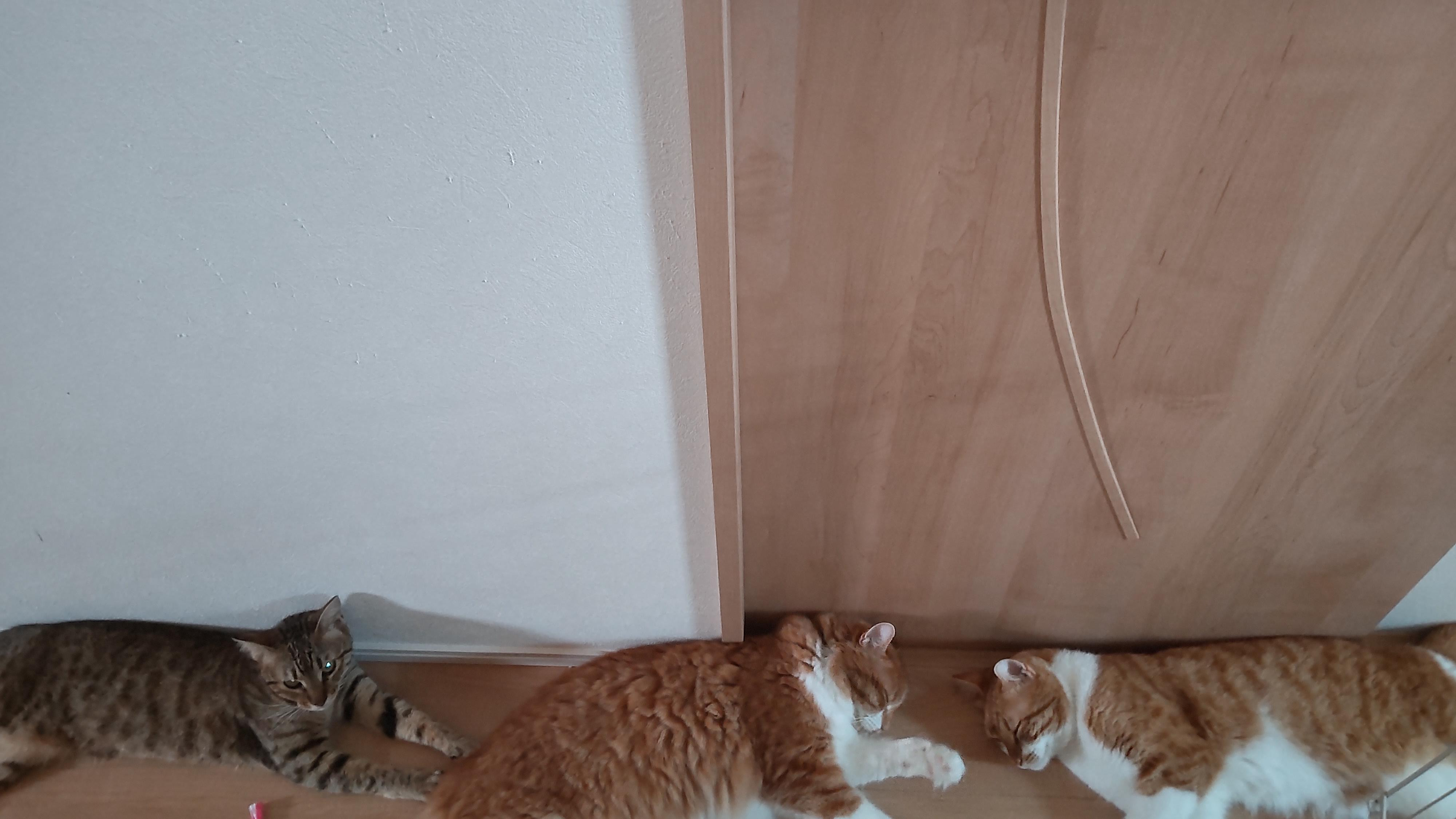 動物画像3
