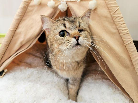 【動物愛護センタ...